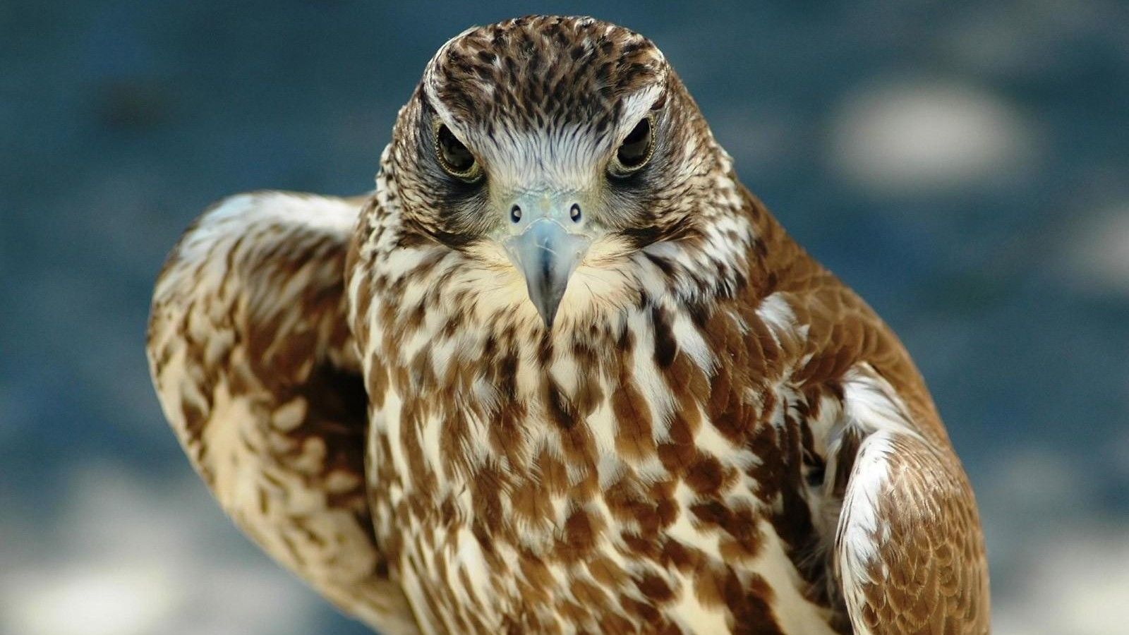 Free download Hawk Computer Wallpaper Desktop Background 1600x900 ID263379 [1600x900] for your Desktop, Mobile & Tablet. Explore Hawk Wallpaper. Tony Hawk Wallpaper, Atlanta Hawks Wallpaper, Atlanta Hawks Wallpaper 2015