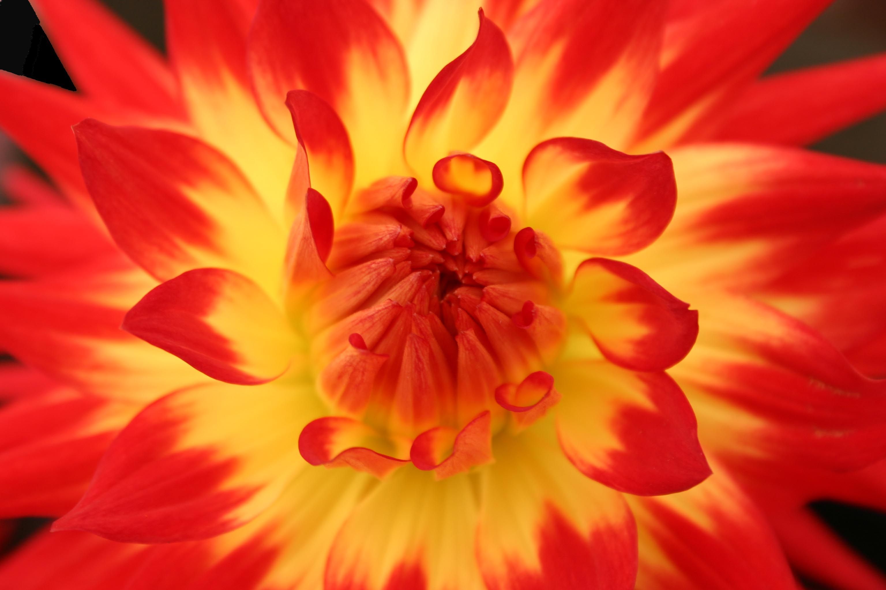 Yellow and Red Dahlia HD Wallpaper