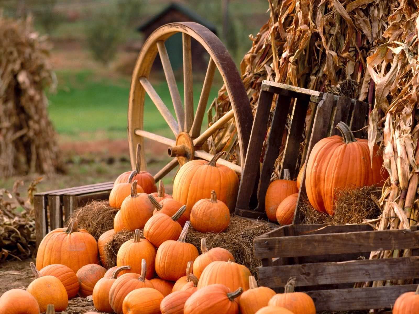 Autumn Wallpaper Pumpkin Country theme. Fall pumpkins, Fall harvest, Fall wallpaper