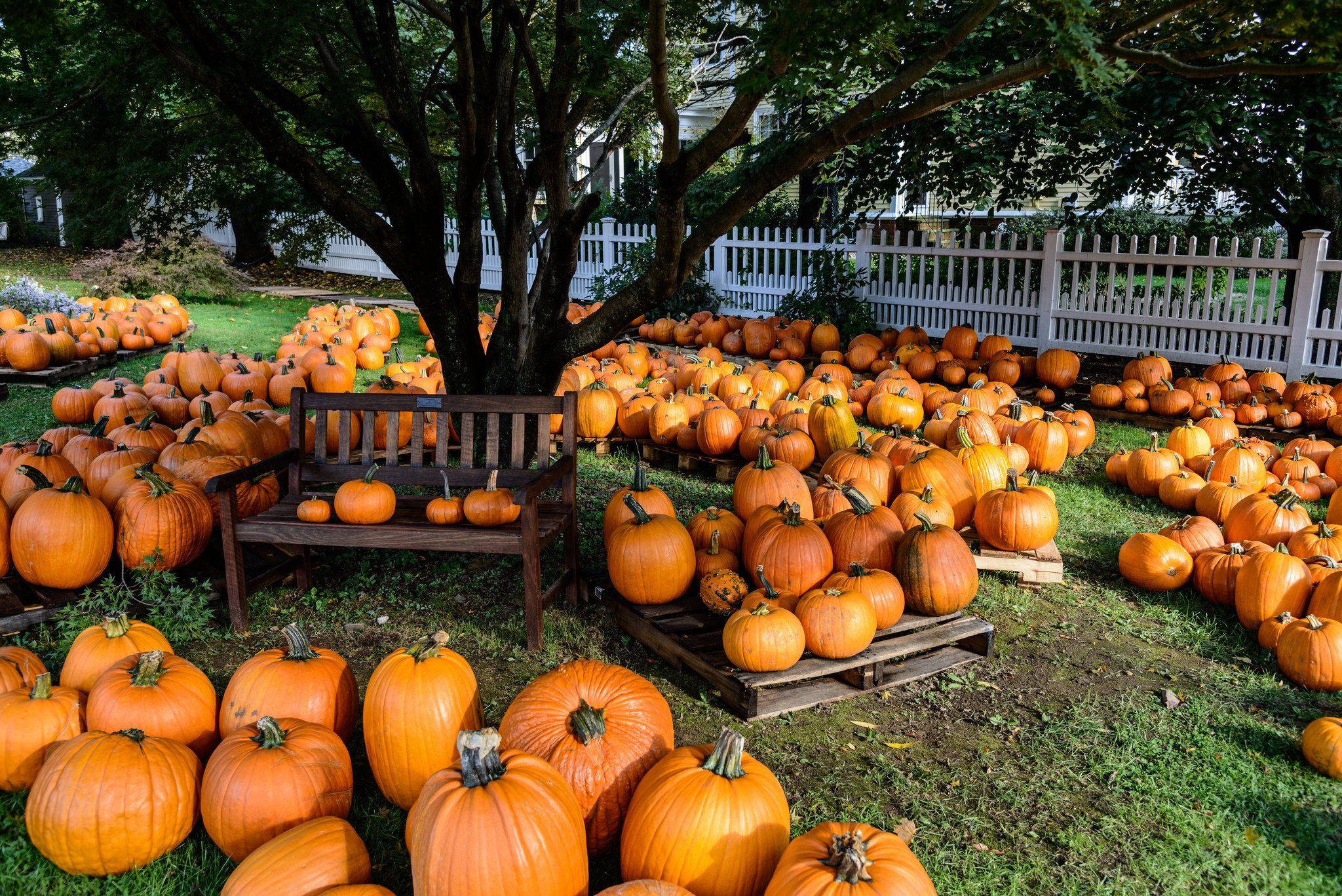 pumpkin, Patch, Halloween, Autumn Wallpaper HD / Desktop and Mobile Background