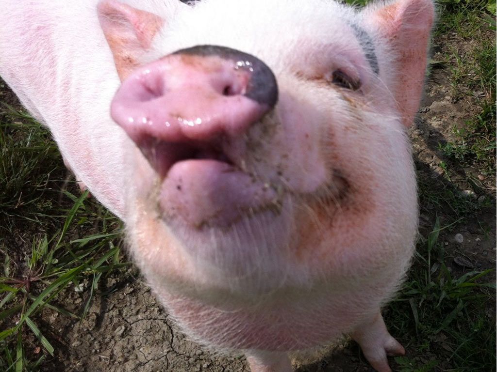 Humane Society Offers Young Pot Bellied Pig For Adoption
