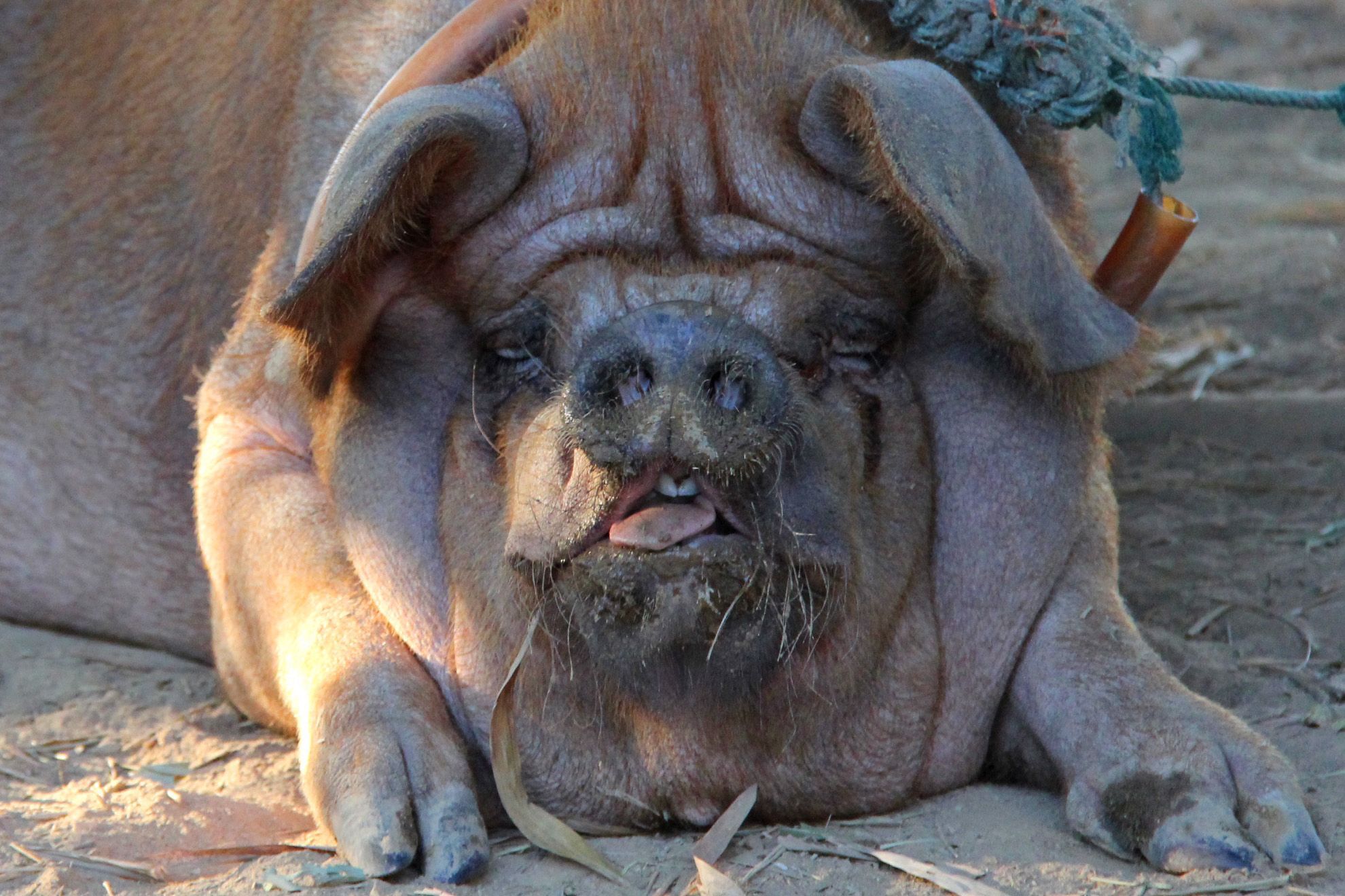 Fat Pigs Wallpapers Wallpaper Cave