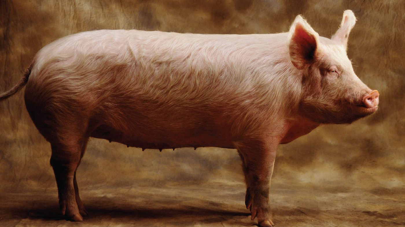 Pig wallpaper, Animal, HQ Pig pictureK Wallpaper 2019
