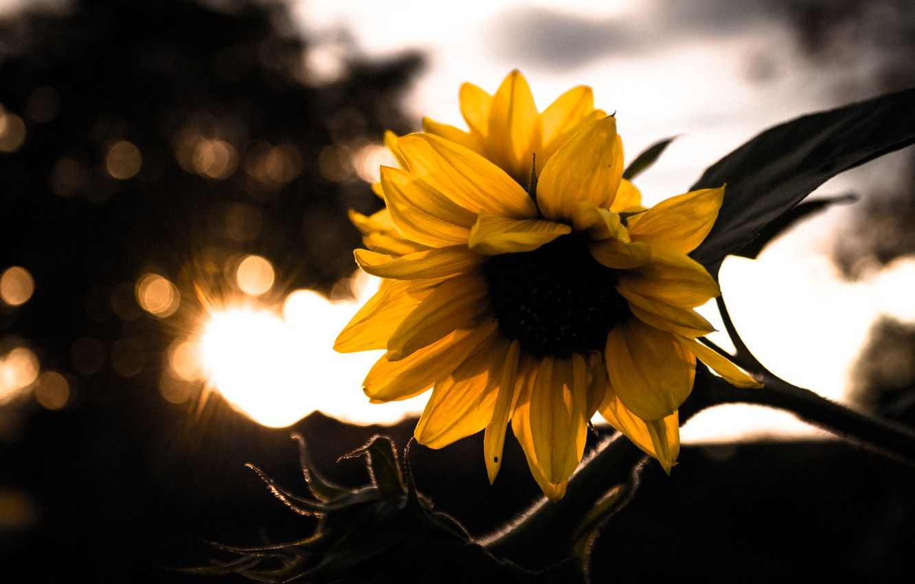 Wallpaper Sunset, Autumn, Macro, Garden, Sunflower image for desktop, section цветы