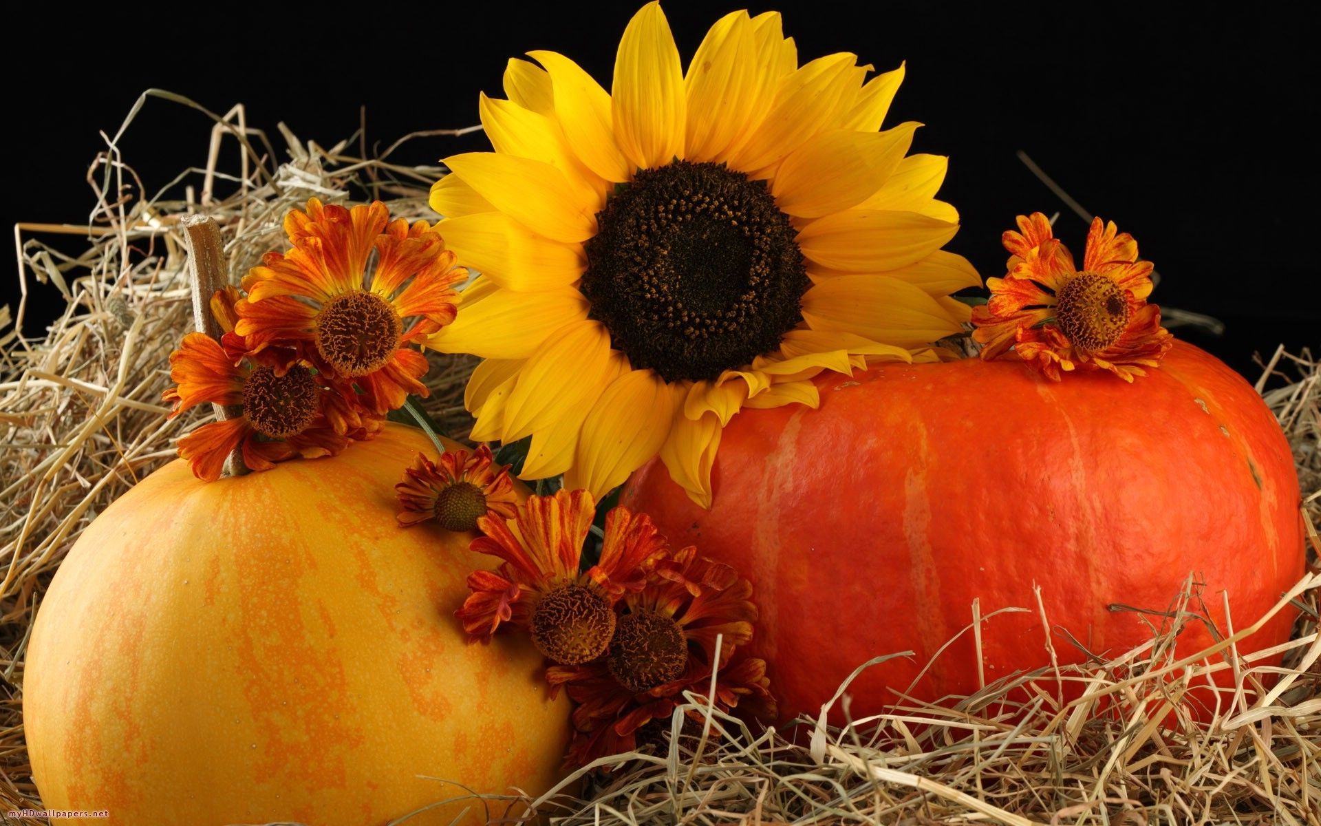 Free Sunflower Desktop Wallpaper, HD Wallpaper Download and New. Pumpkin wallpaper, Harvest picture, Fall harvest