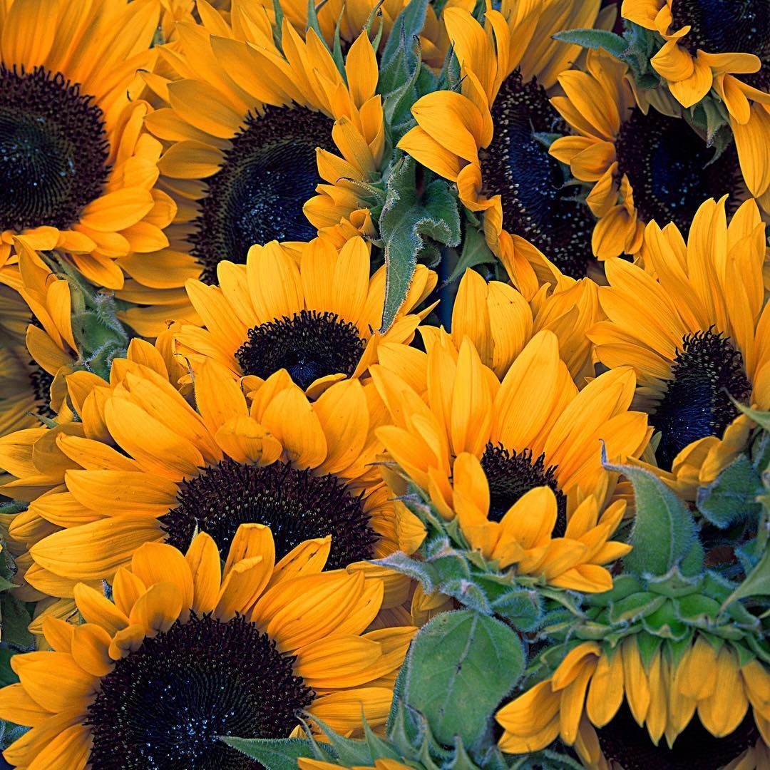 Autumn With Sunflowers Wallpapers - Wallpaper Cave