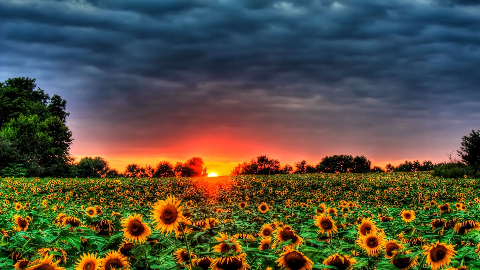 Autumn With Sunflowers Wallpapers Wallpaper Cave 8913