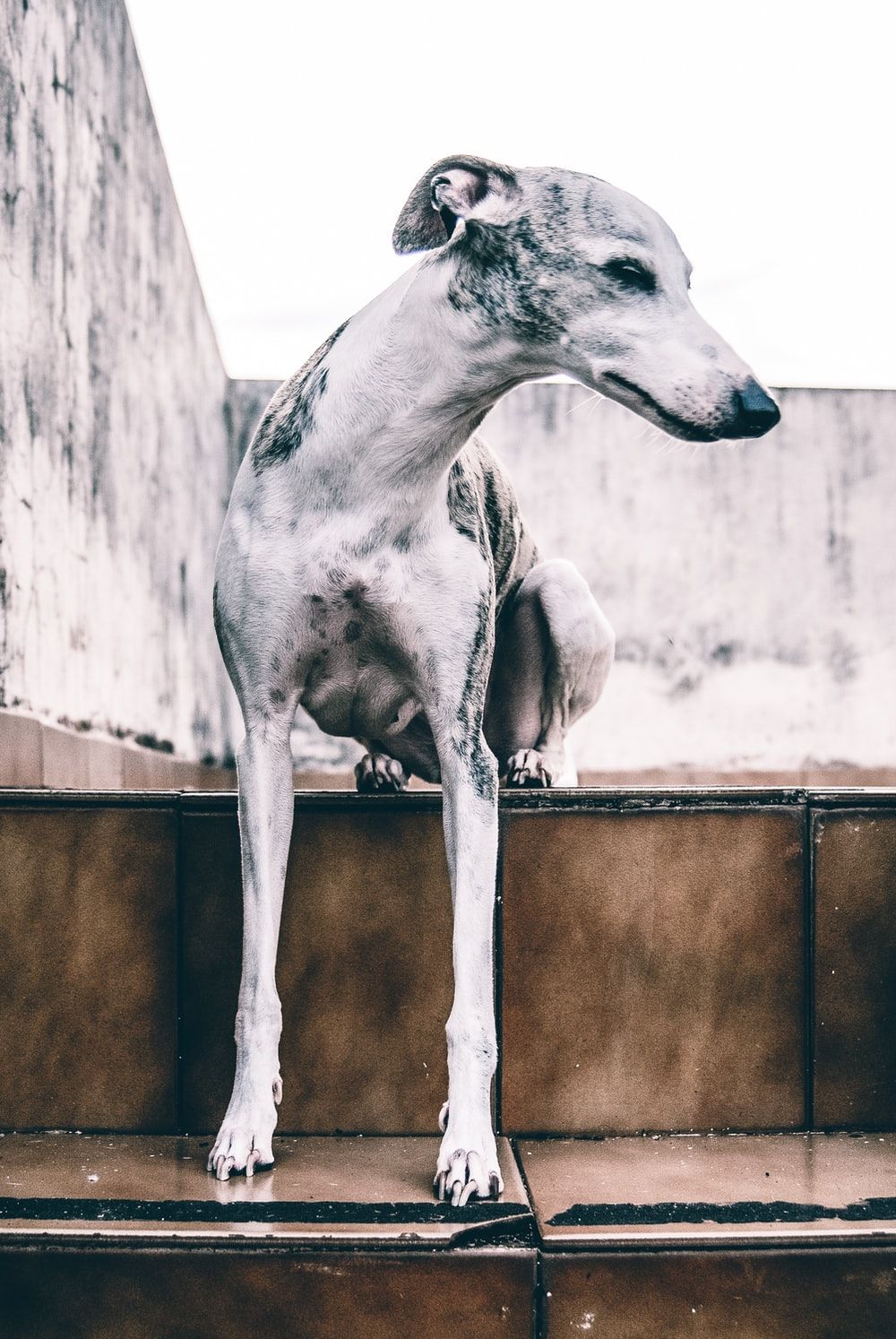 Whippet Picture. Download Free Image