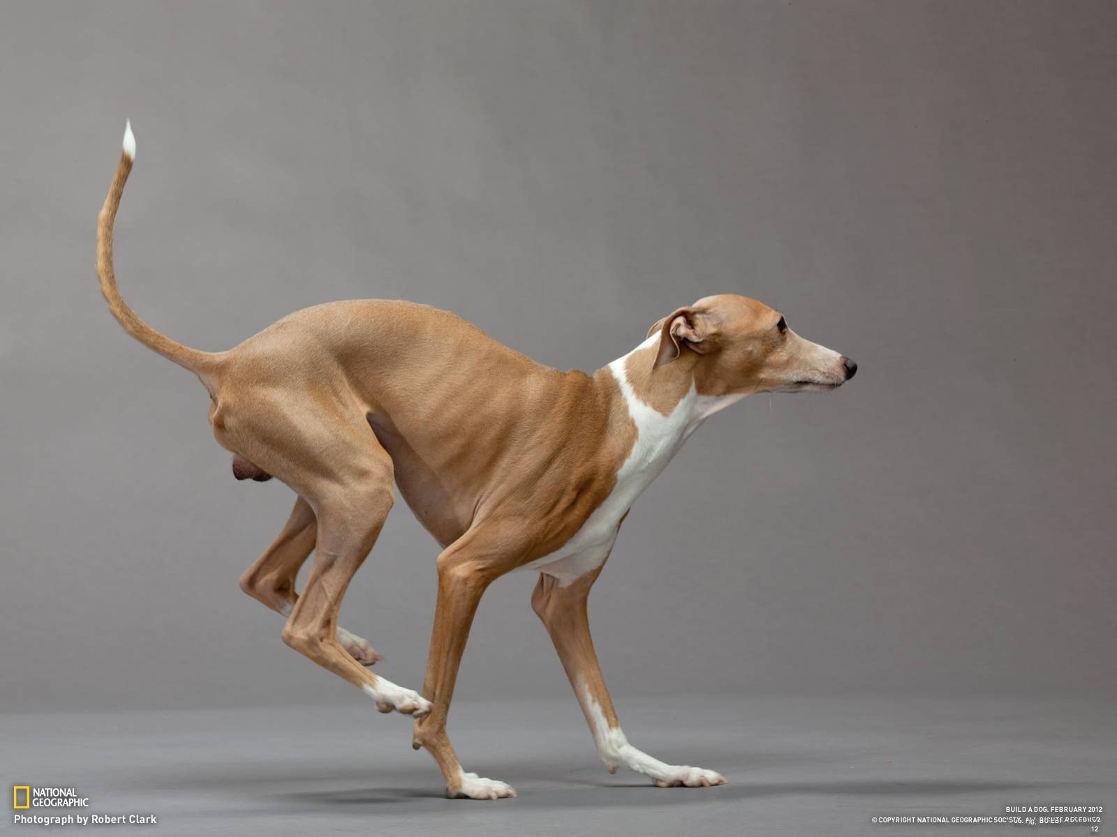 Whippet Wallpapers - Wallpaper Cave