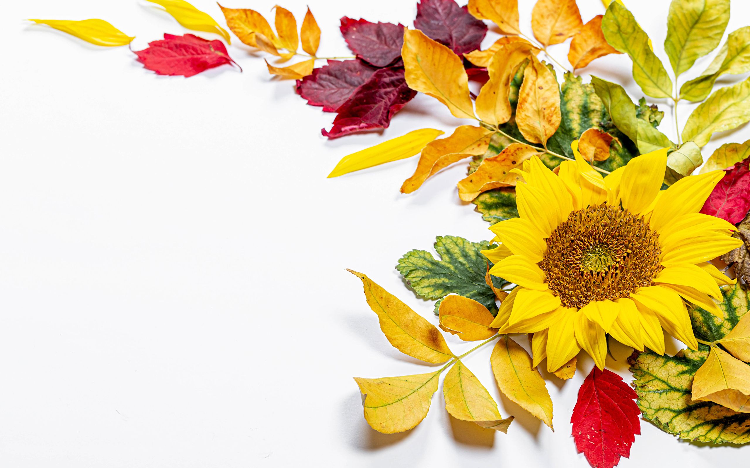 Picture Foliage Autumn Flowers Sunflowers 2560x1600