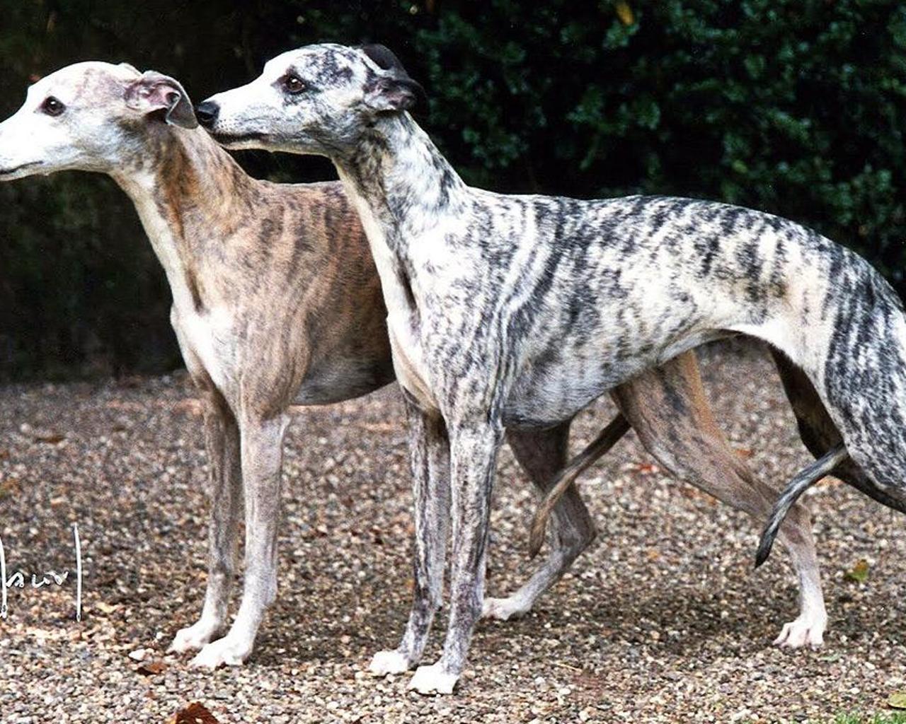 Whippet Wallpaper for Android