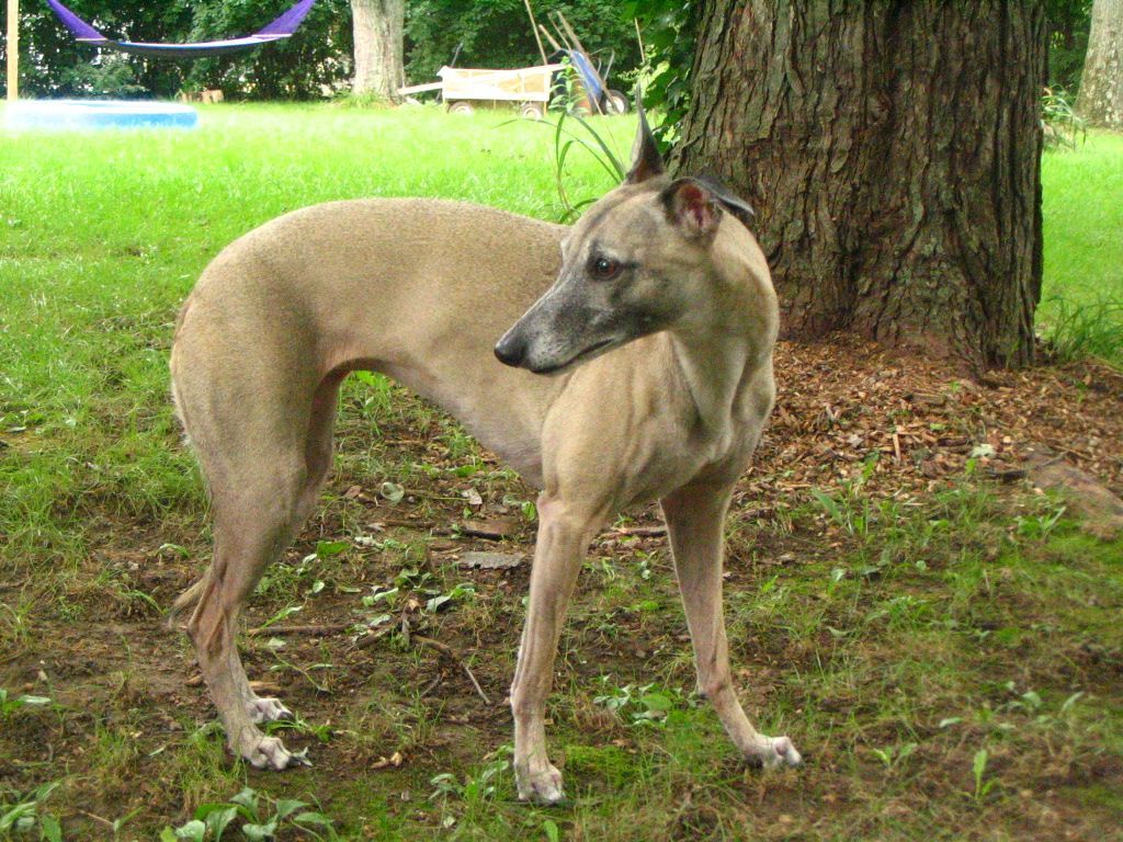 Whippet. Whippet Wallpaper, Picture & Breed Information. Whippet, Dog breeds, Breeds