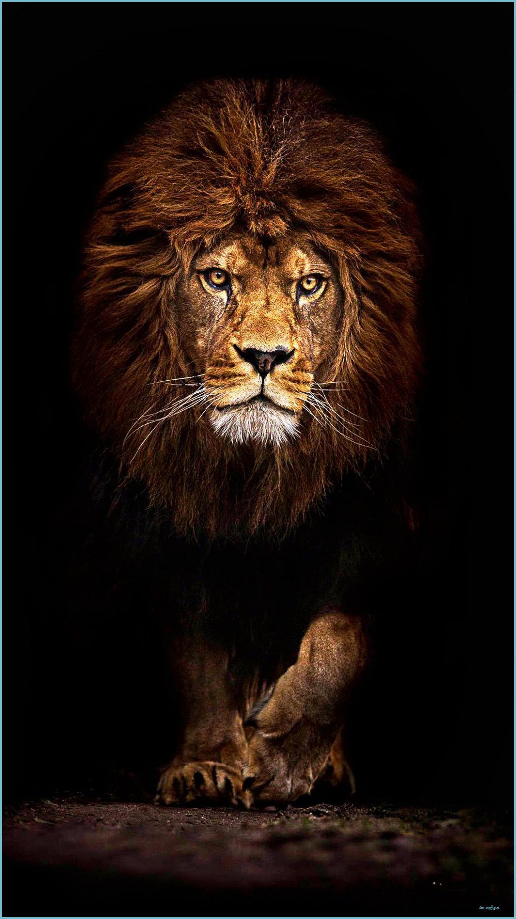 Lions Wallpaper HD for Android