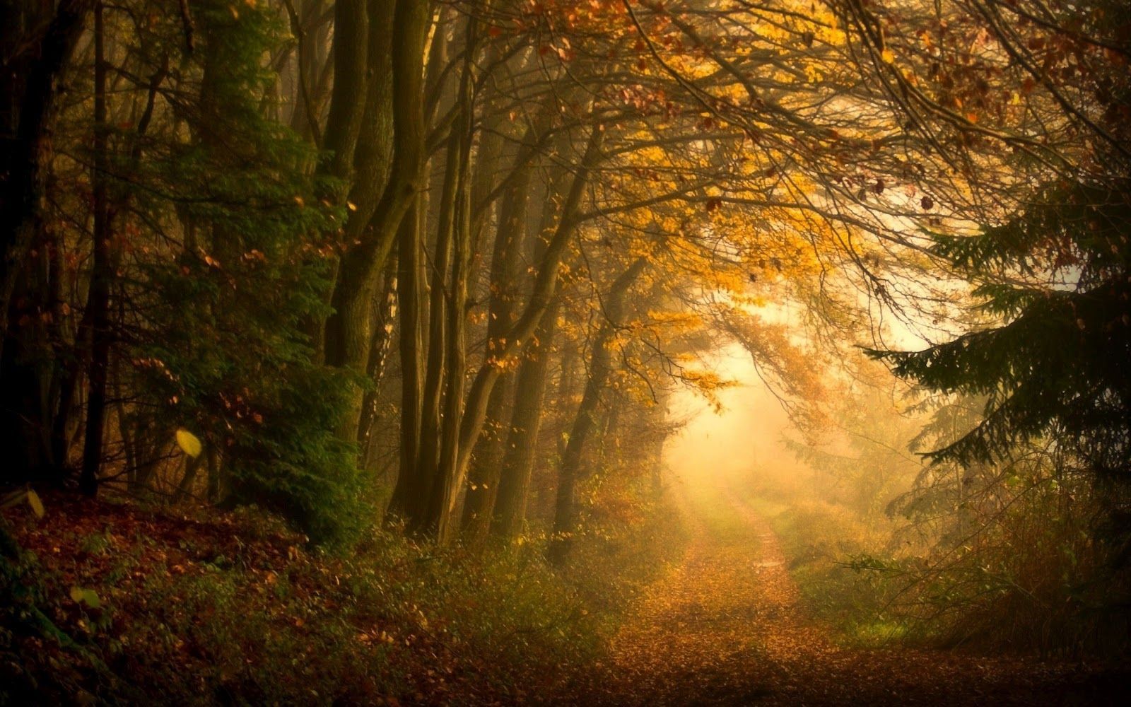 Roads that lead ever on and on. Autumn forest, Autumn scenery, Forest path