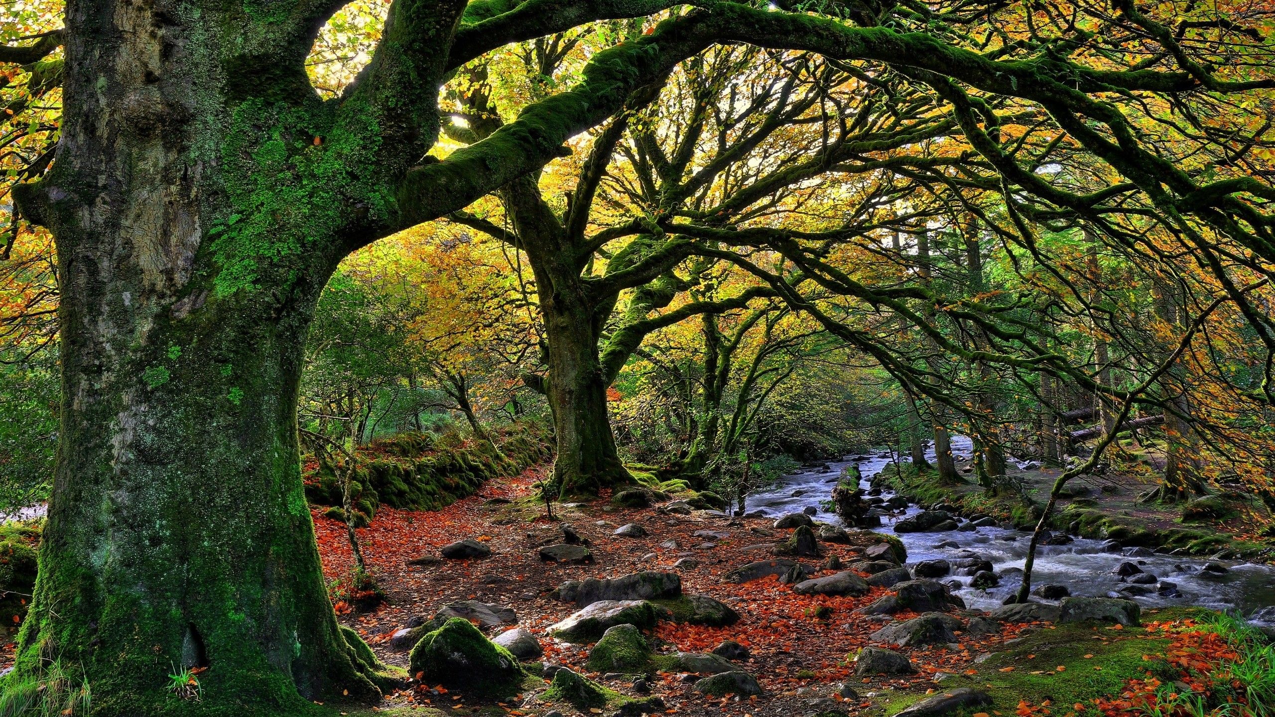#leaves, #stones, #branch, #national park, #water, #trees, #fall, #stream, #Ireland, #nature, #forest, #rock, #moss, wallpaper. Mocah.org HD Desktop Wallpaper