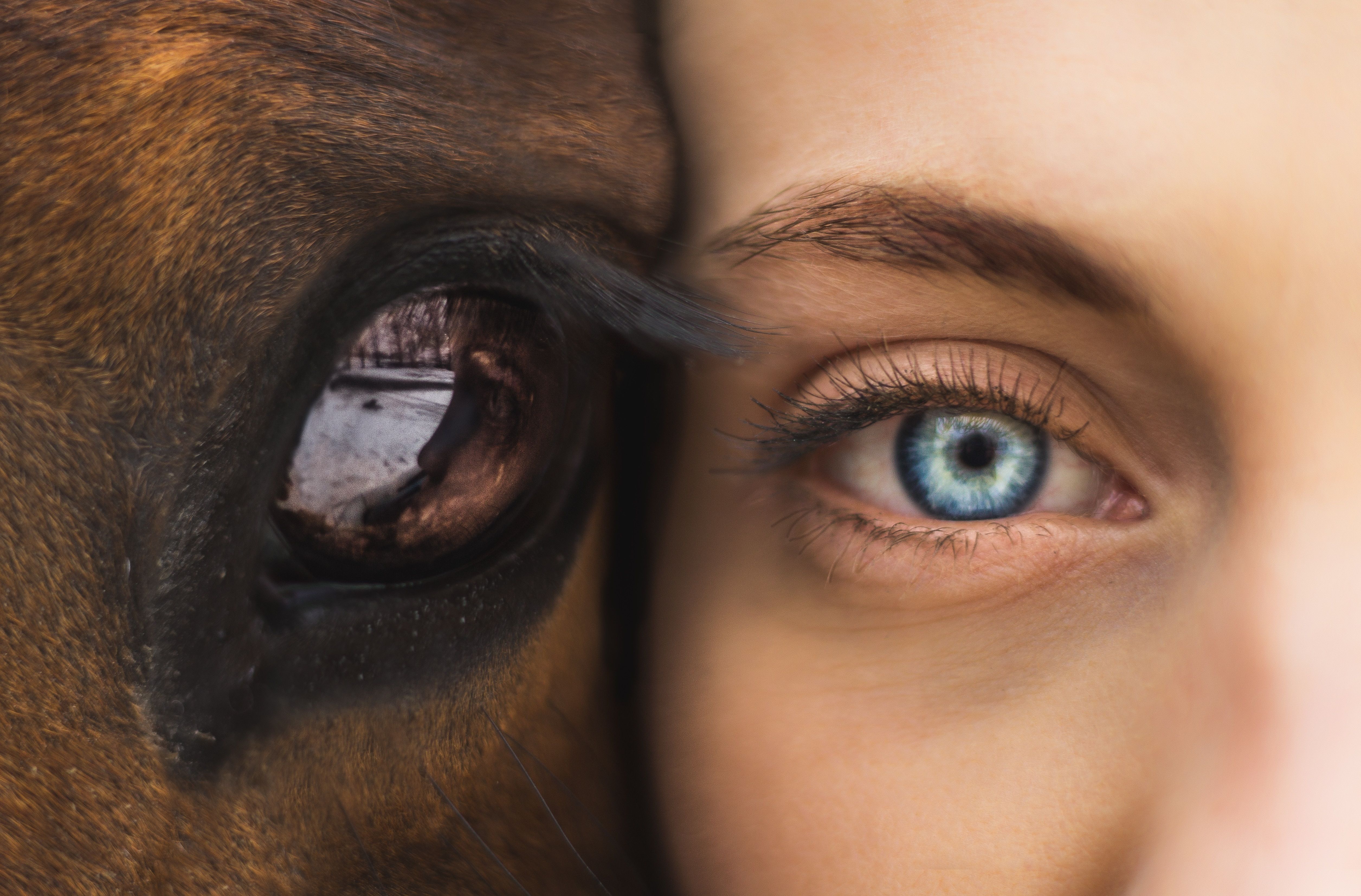 5022x3308 #eyes, #texture, #farm, #blue eye, #pet, #eye, #eyelash, # eyelashes, #reflection, #skin, #wildlife, #animal, #female, #horse, #fur, #love, #close up, #eyebrow, #face, #woman, #PNG image. Mocah.org HD Wallpaper