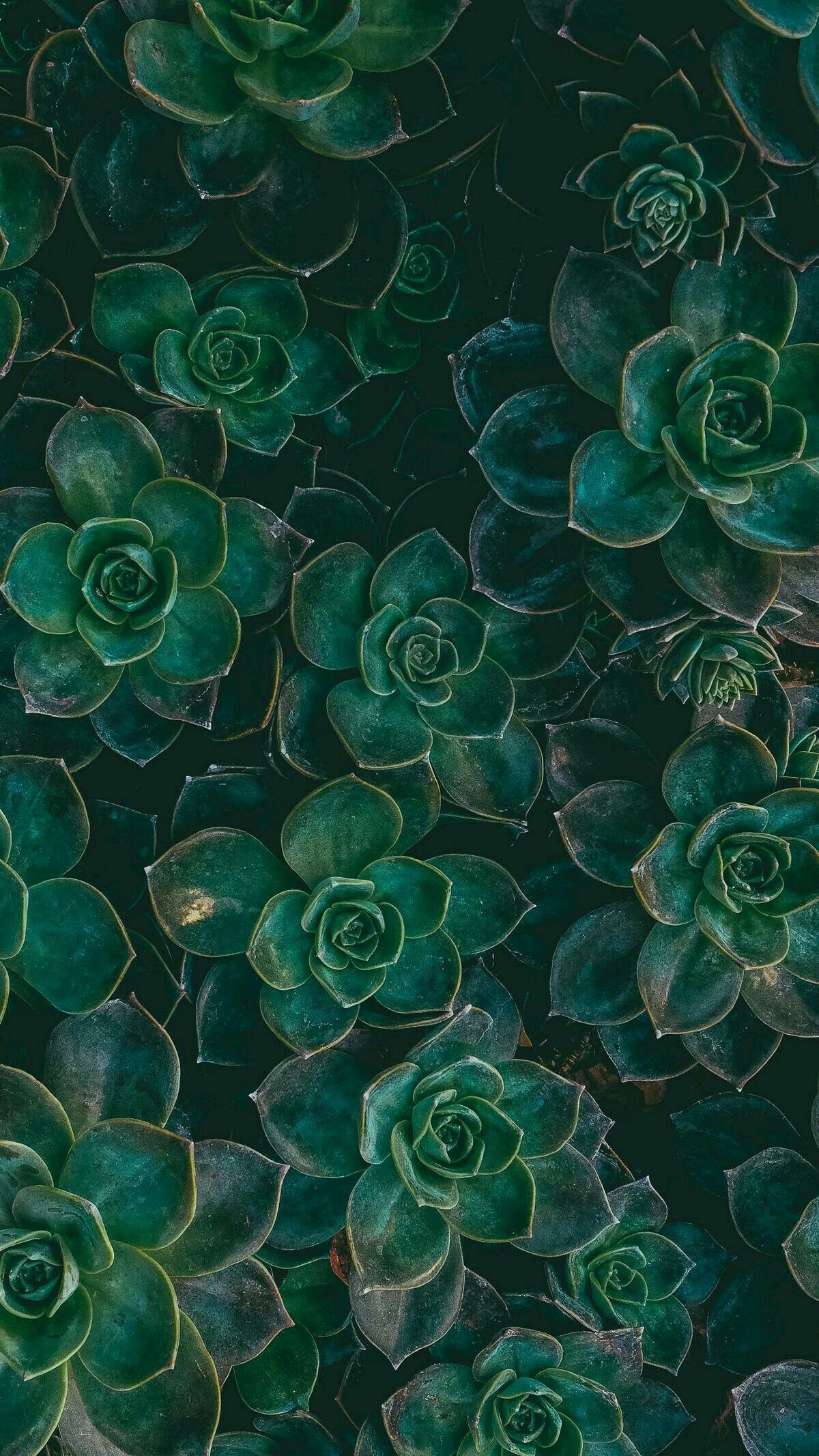 1 200×2 133 pixels. Succulents wallpaper, Chevron phone wallpaper, Nature wallpaper