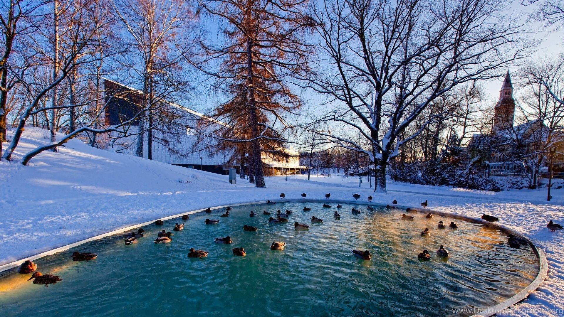Ducks in a city park pond in winter HD desktop Desktop Background