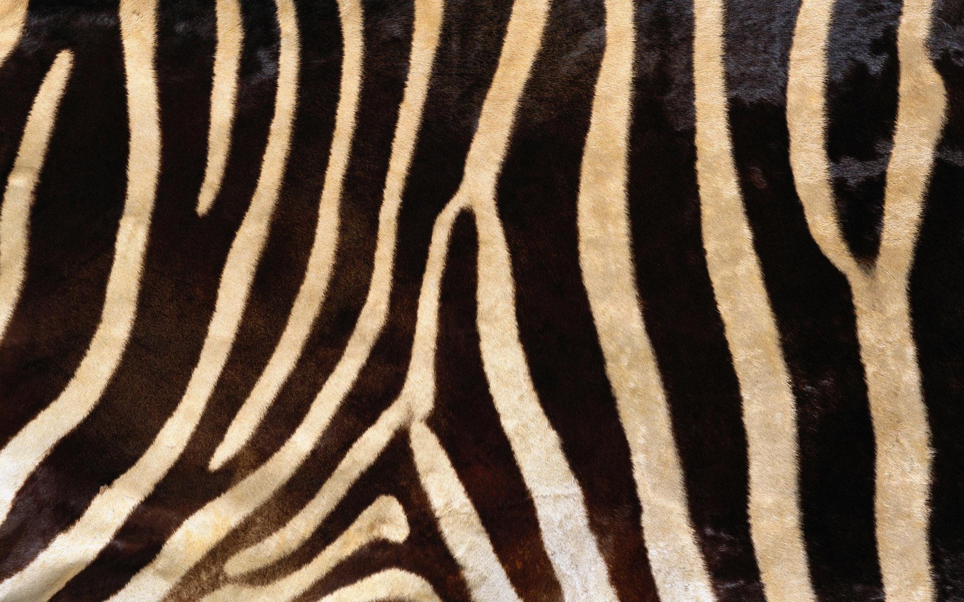 Background, skin, zebra, pattern, picture, texture, animals, body