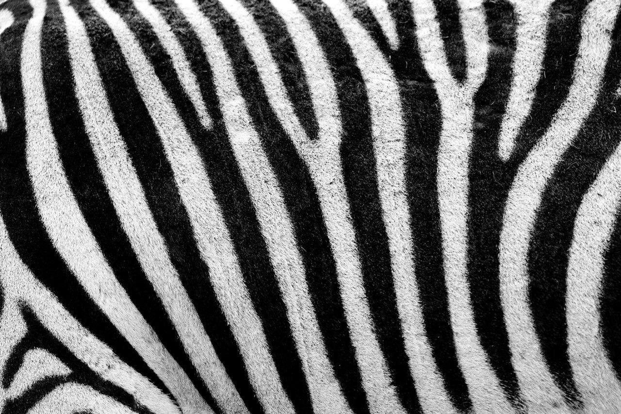 abstract, Animals, Black, Fur, Lines, Pattern, Skin, Stripes, Texture, White, Zebras Wallpaper HD / Desktop and Mobile Background