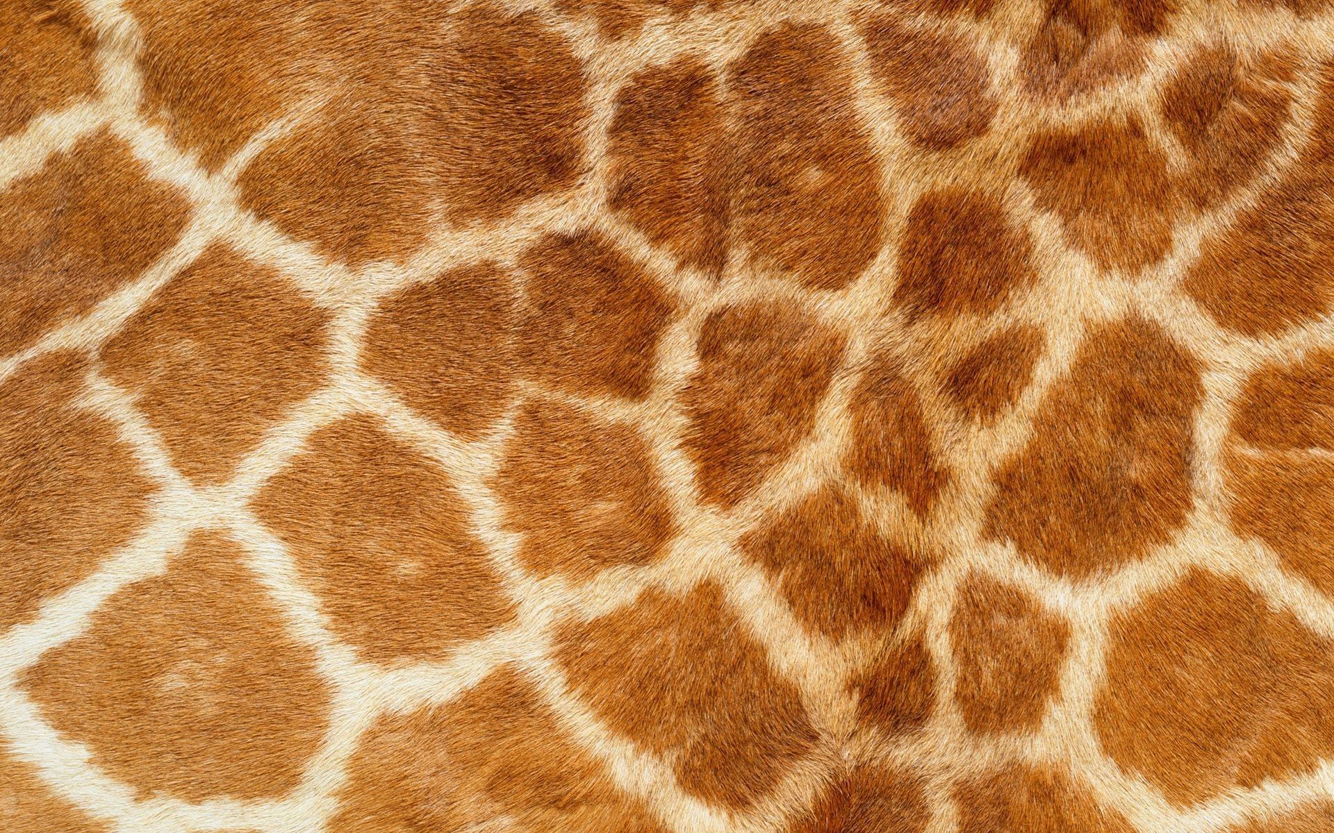 Giraffe, texture, desktop, pattern, animal, skin