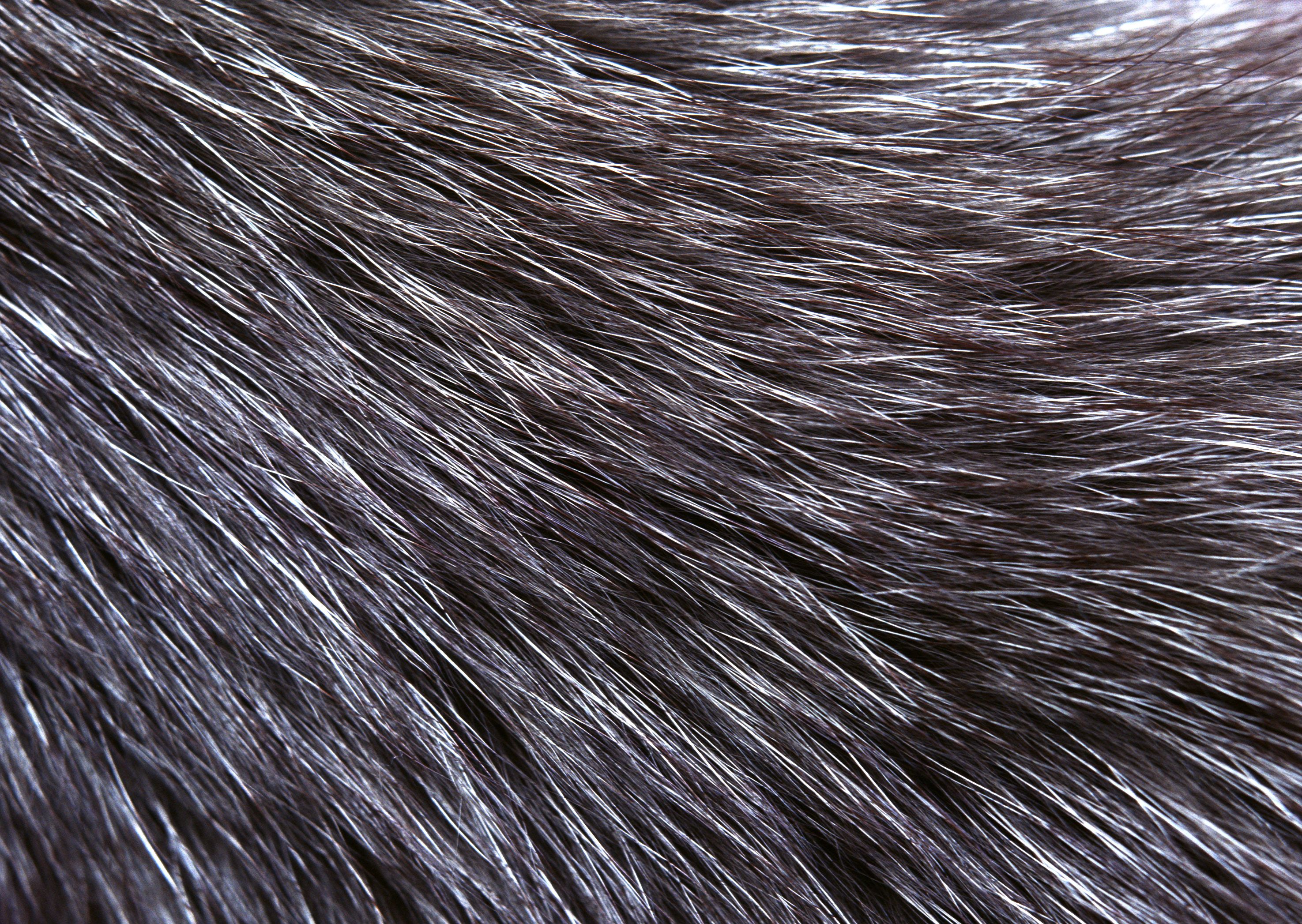 Animal skins, textures, leather, wool, download photo, background