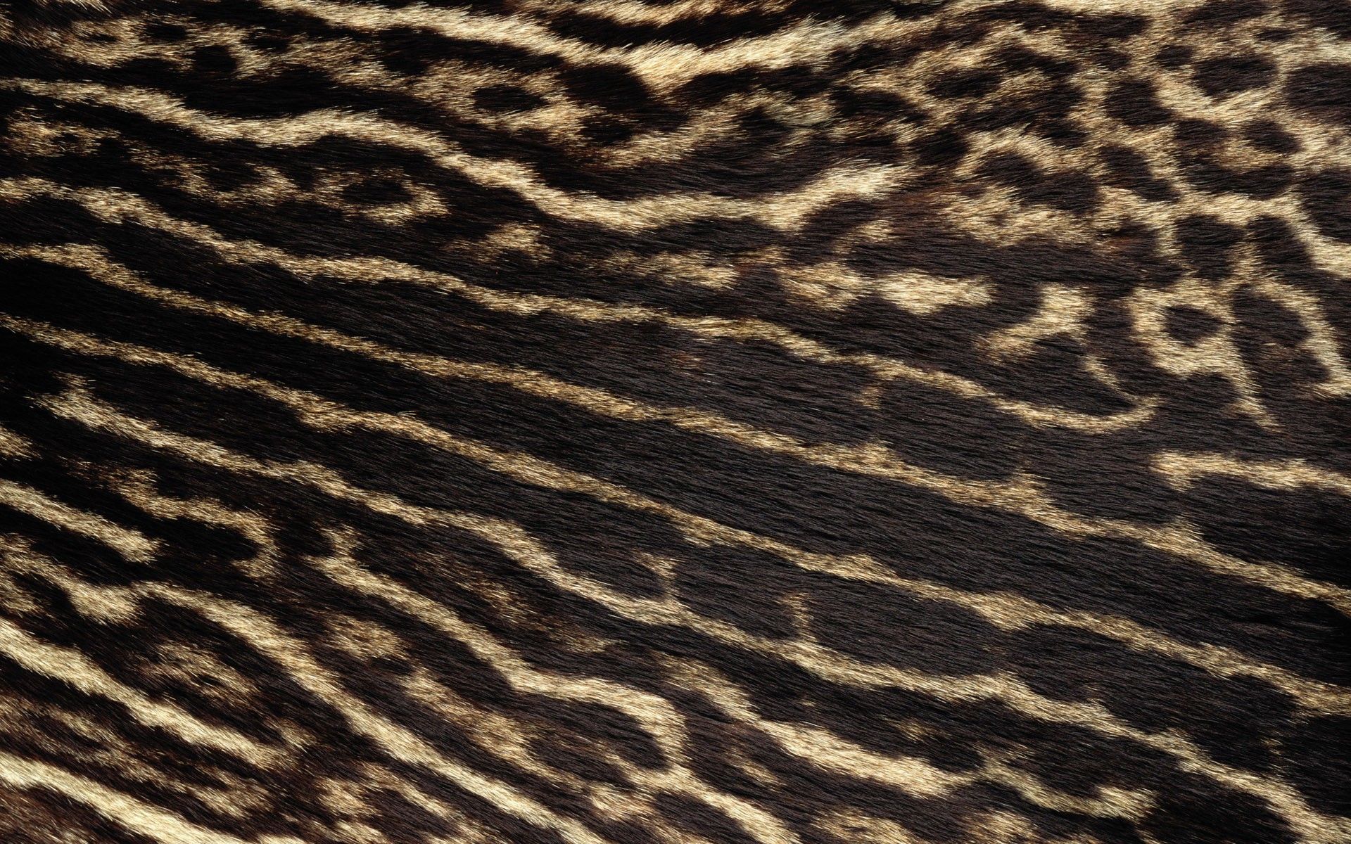 Fur Background. Fur Wallpaper, Beige Fur Wallpaper and Fur Seal Wallpaper