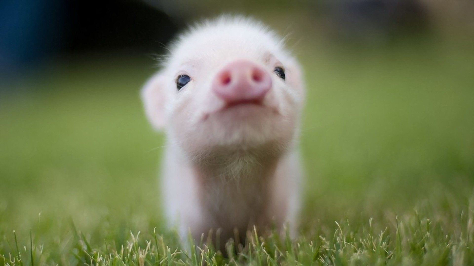 Baby Pig Wallpaper Free Baby Pig Background