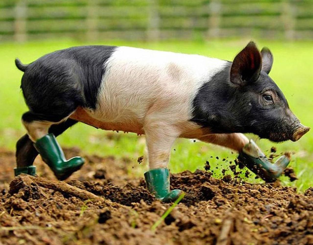 Pig Wallpaper. Fun Animals Wiki, Videos, Picture, Stories. Funny pig picture, Funny pigs, Pig picture