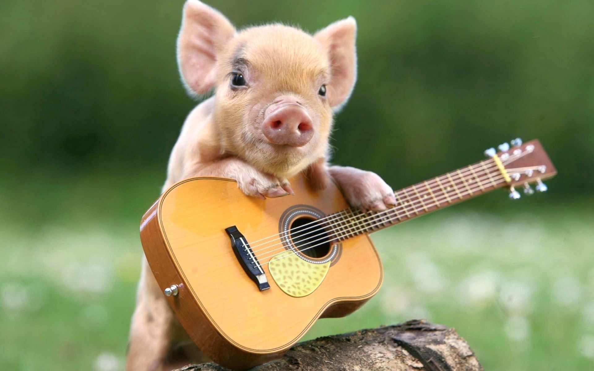 Little funny pig with a guitar Desktop wallpaper 1600x900