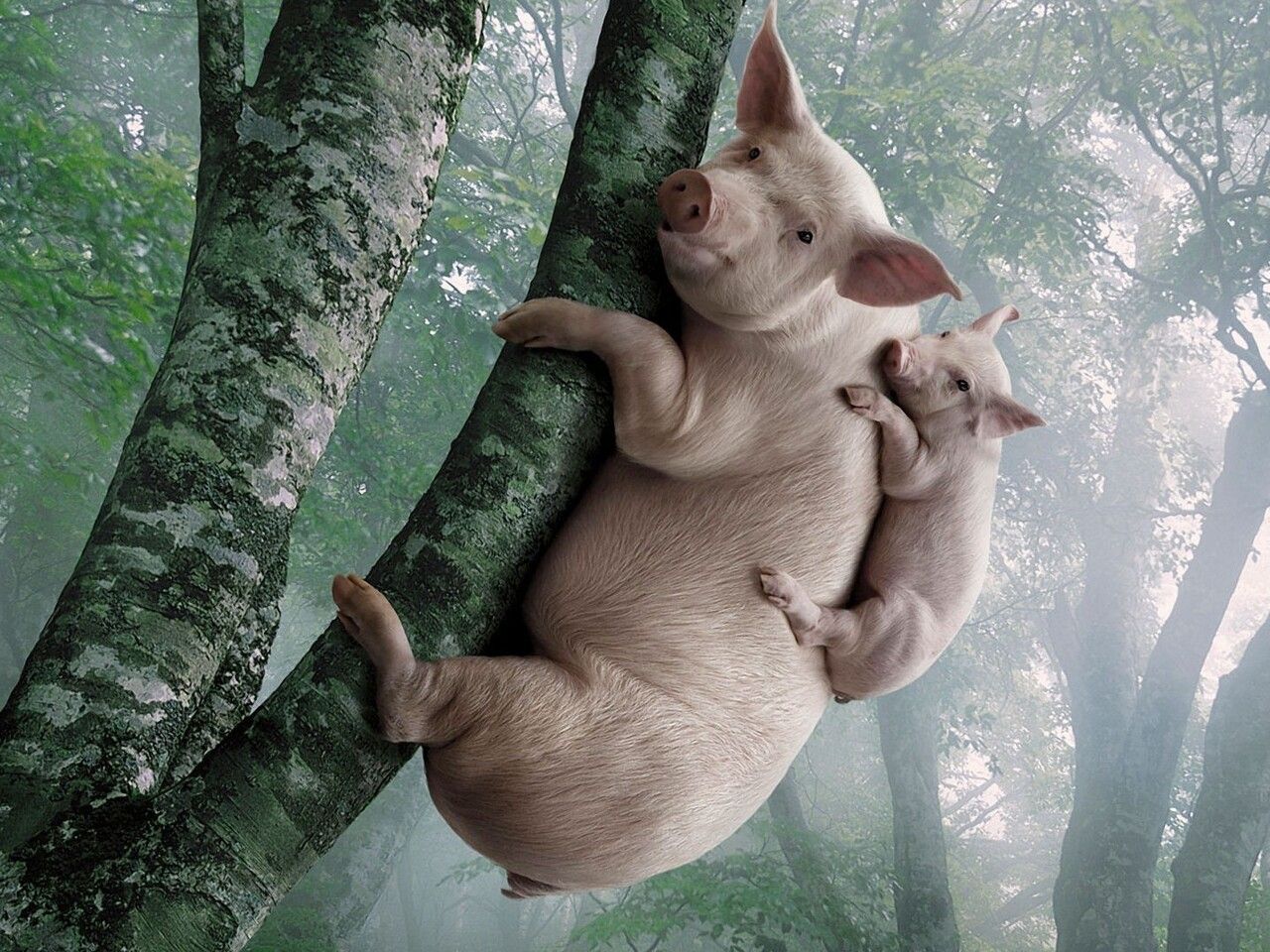 Big and small pigs in the tree wallpaper Wallpaper Download 1280x960
