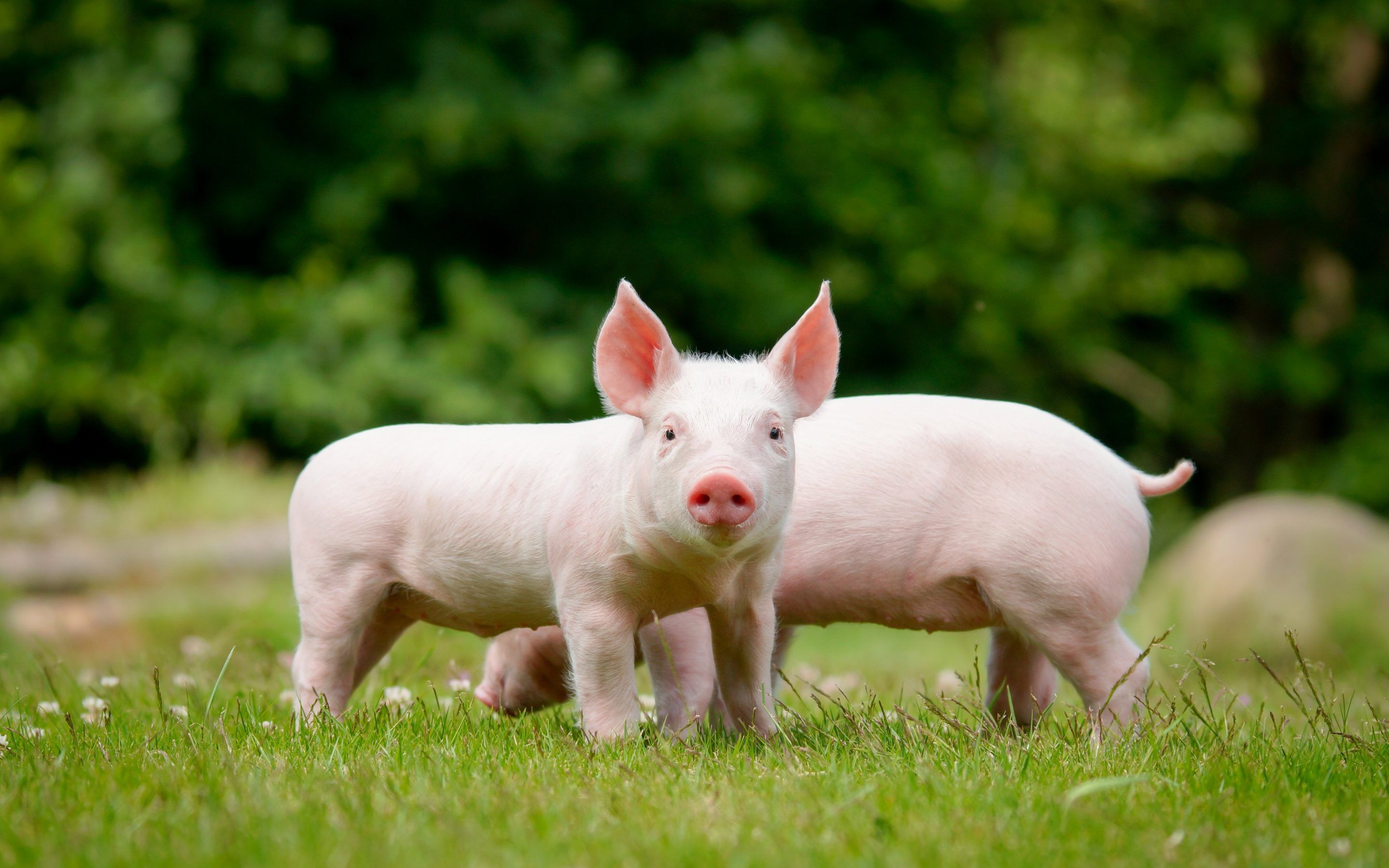 Download wallpaper piglets, lawn, small pigs, farm, pigs, funny animals, pets for desktop with resolution 2880x1800. High Quality HD picture wallpaper