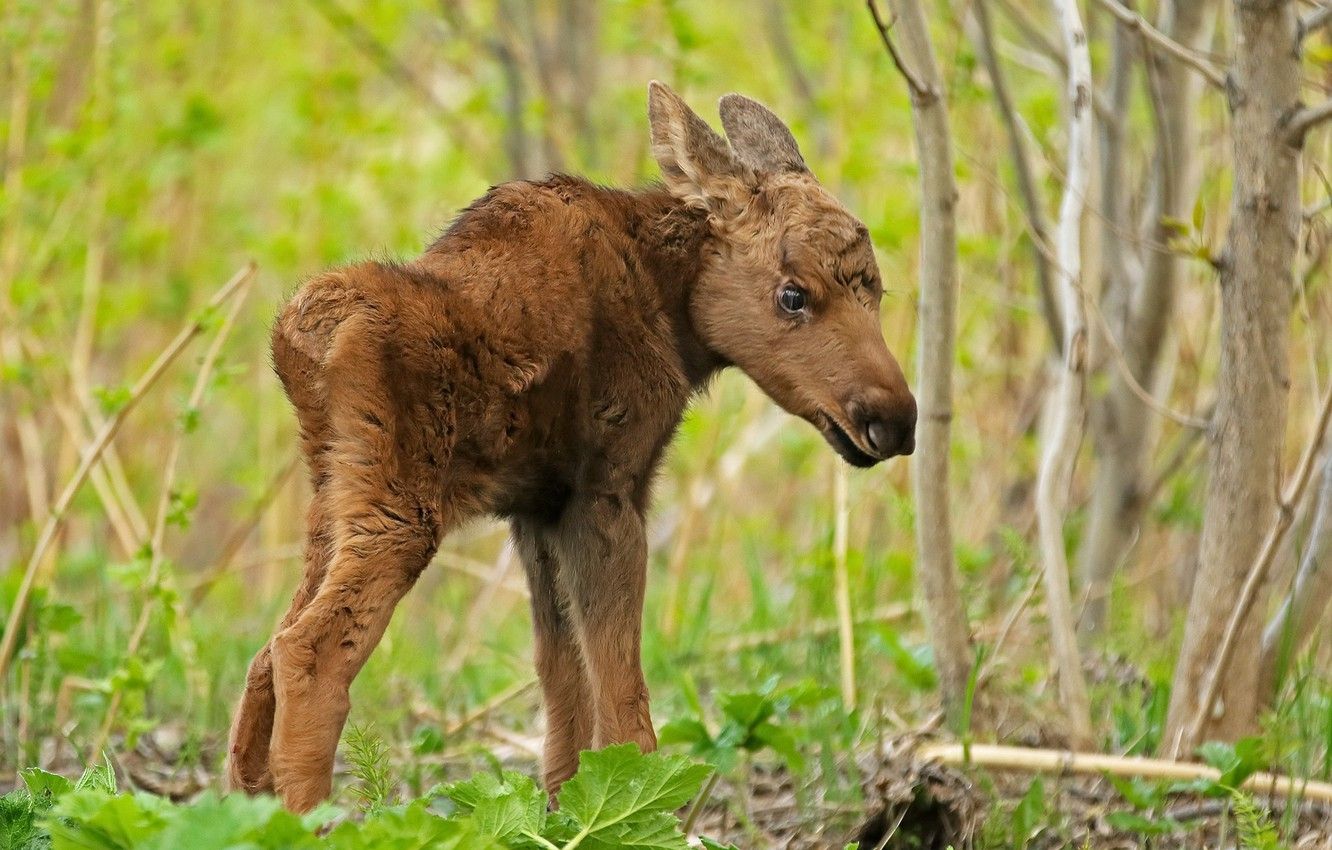 Wallpaper nature, baby, moose image for desktop, section животные