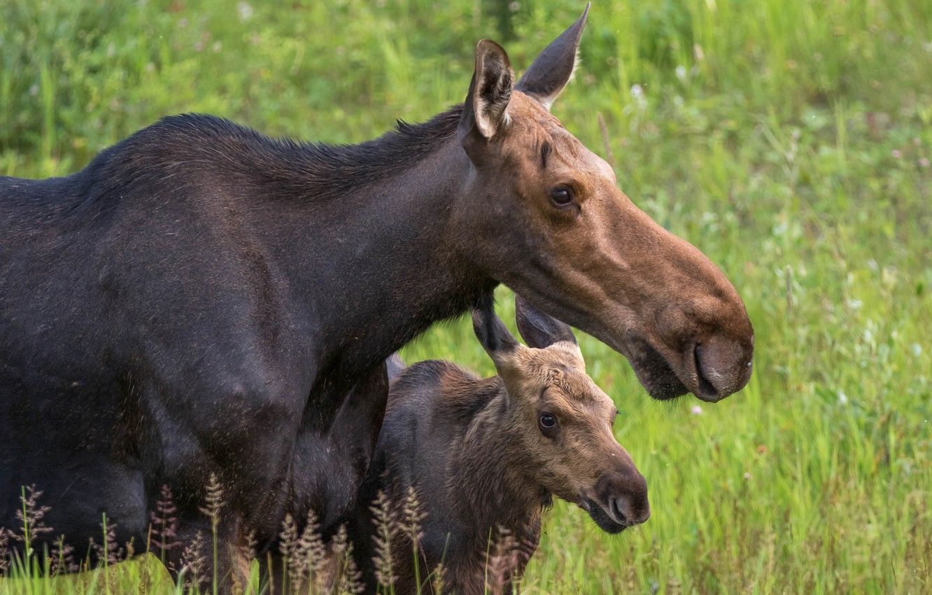 Wallpaper background, baby, pair, cub, two, moose, muzzle, moose, mother, calf, moose, two elk, calf image for desktop, section животные