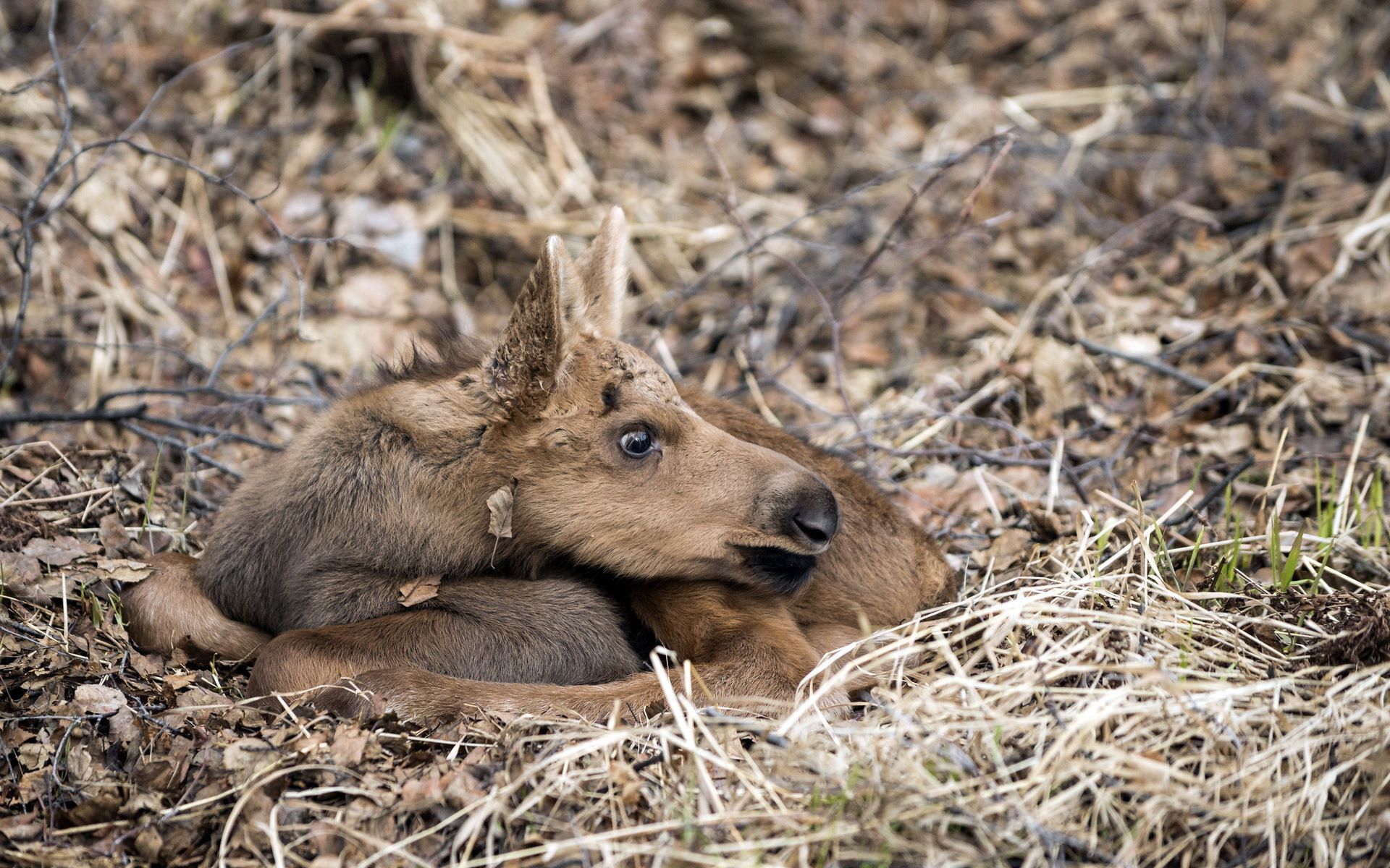 Baby Moose Calf HD Wallpaper. Background Imagex1200