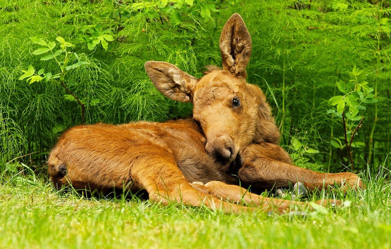 Wallpaper grass, baby, lies, cub, moose, calf image for desktop, section животные