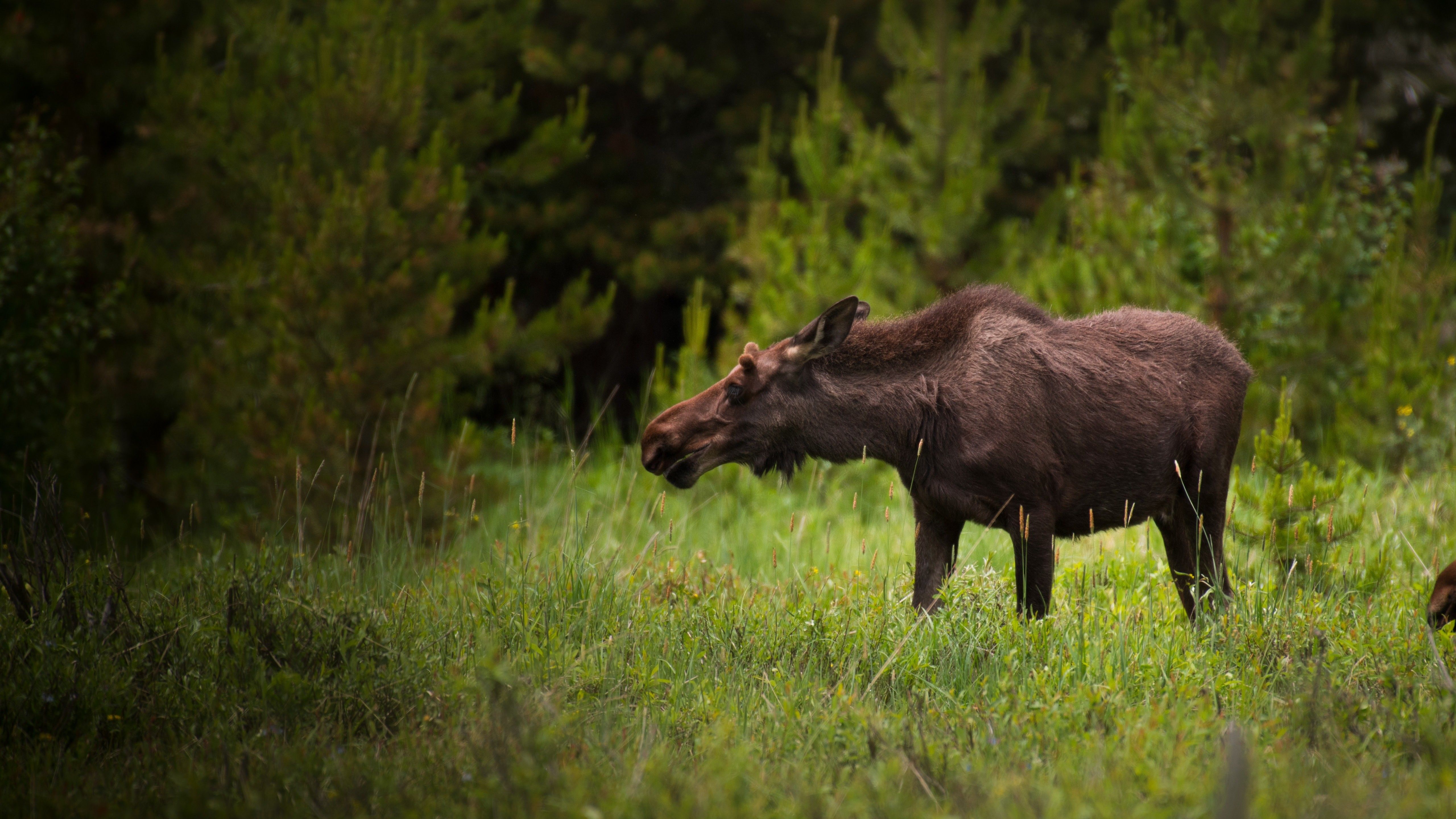 Animal Moose 5K Wallpaper