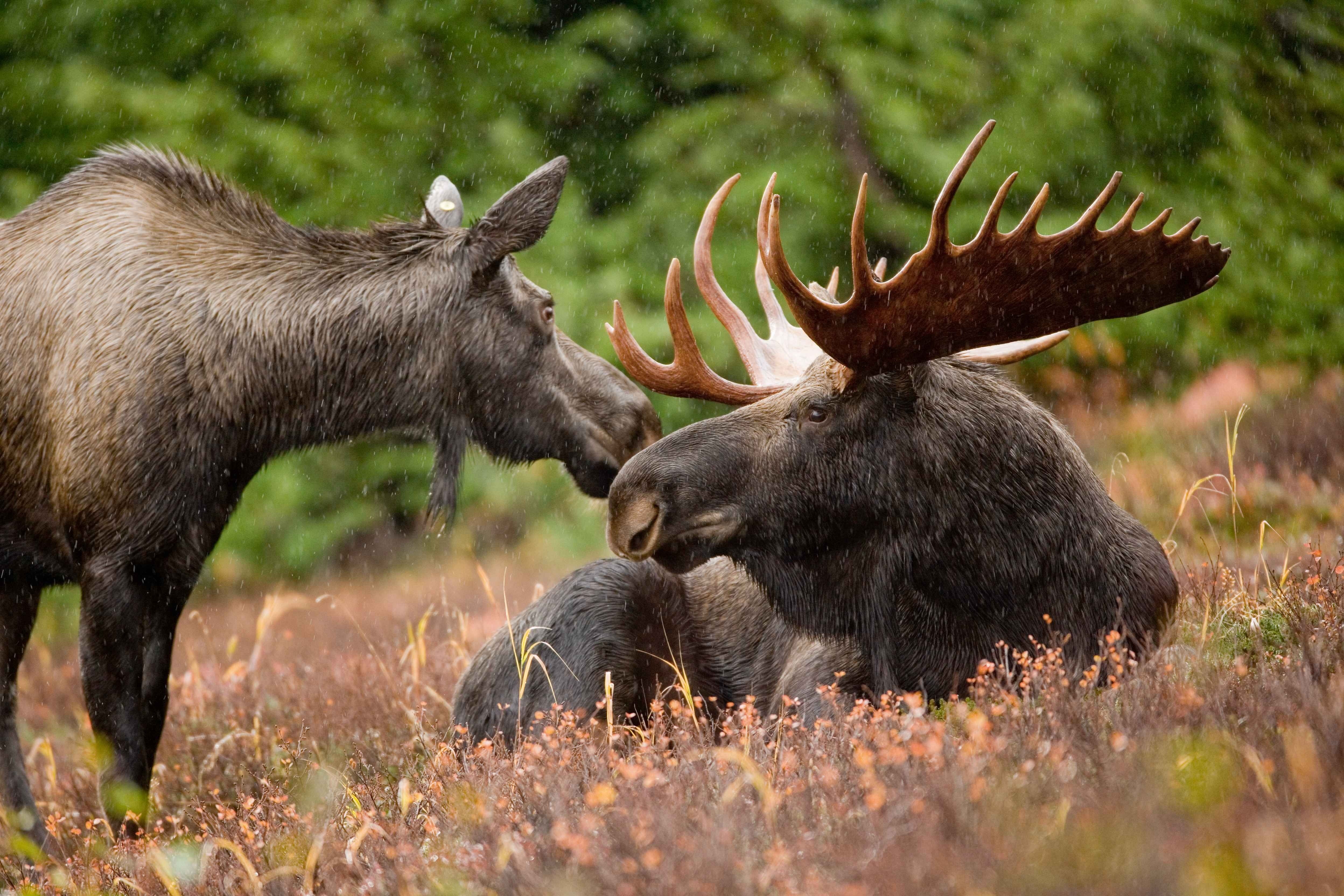 royalty free moose image