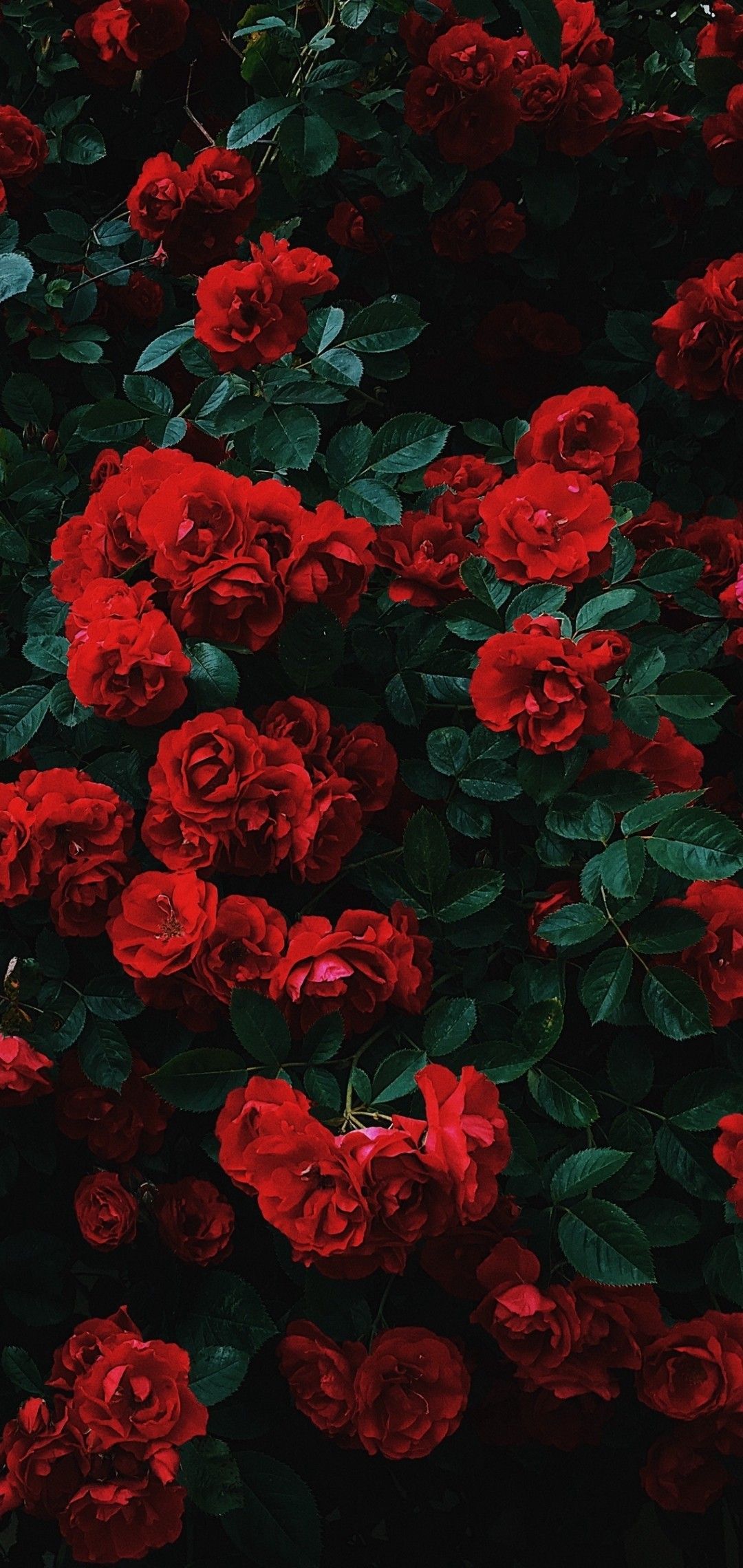 Cùng chiêm ngưỡng những hình nền hoa hồng đáng yêu, mang đến cho màn hình của bạn một sắc hồng tươi tắn và đáng yêu. Những bông hoa hồng bé nhỏ, dễ thương sẽ giúp bạn tạo cảm giác thư giãn và tươi mới mỗi ngày.