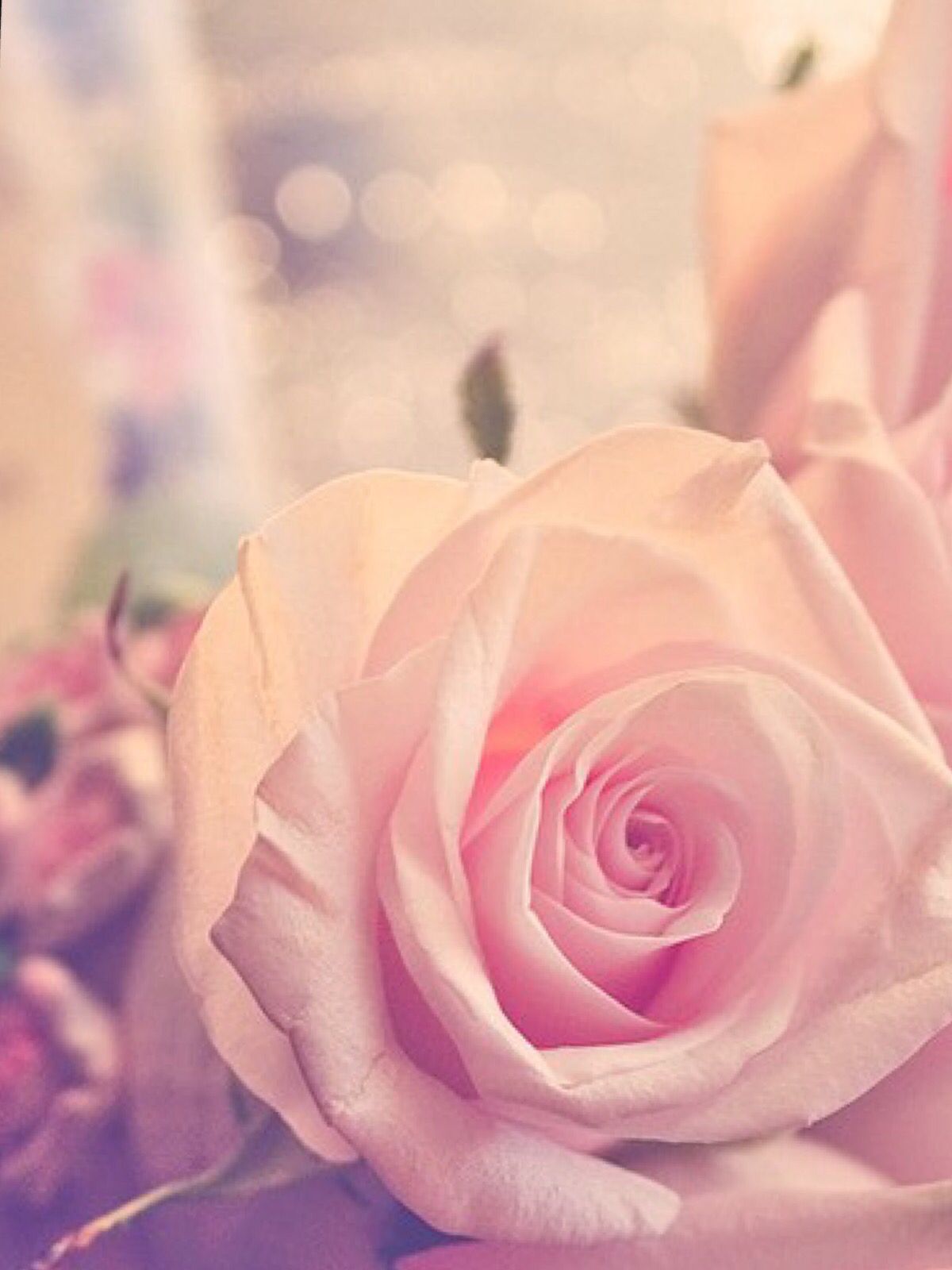 Cute rose Wallpaper #wallpaper #marieghansen. Rose wallpaper, Rose, Cute rose