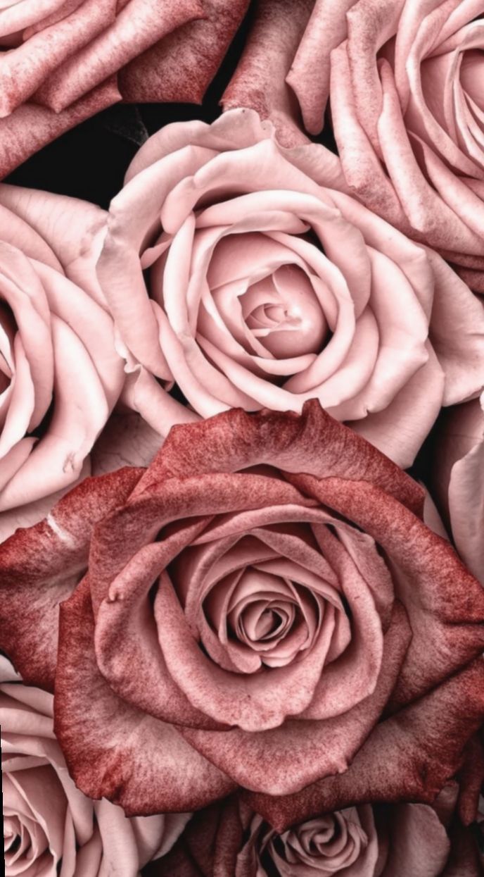 Cute Wallpaper Background Roses