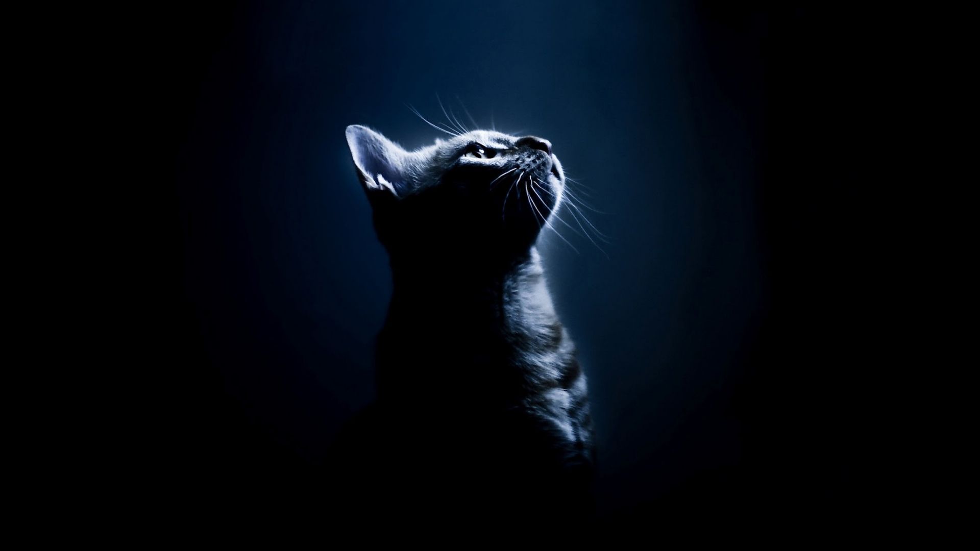 Free download Warriors Cats Desktop Wallpaper [2064x1200] for your Desktop, Mobile & Tablet. Explore Warrior Cats Wallpaper Desktop. Warrior Cats Background, Warrior Cats Wallpaper, Warrior Cats Wallpaper Desktop