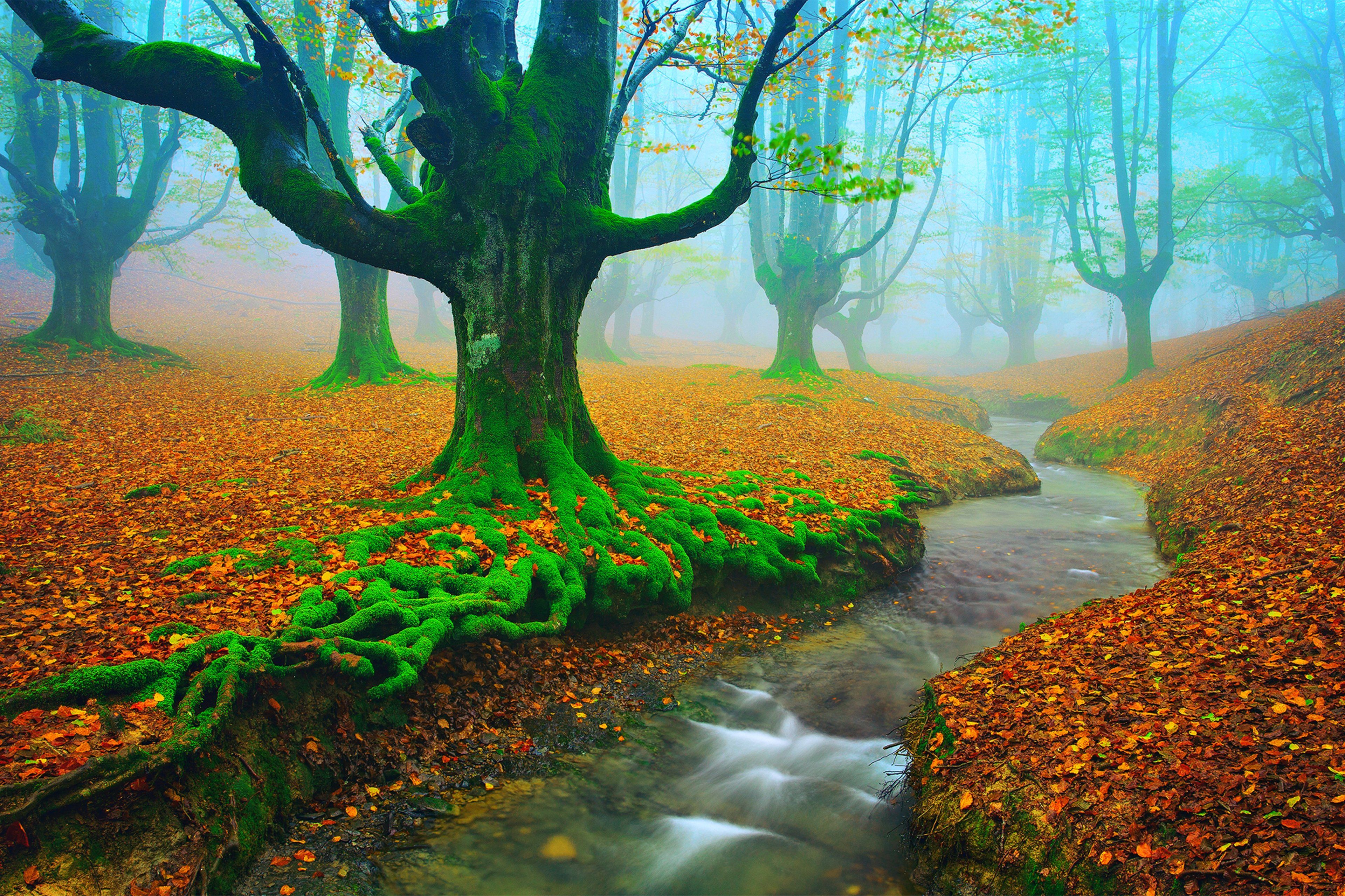 Autumn spain rivers forest landscape fog nature water trees wallpaperx2560