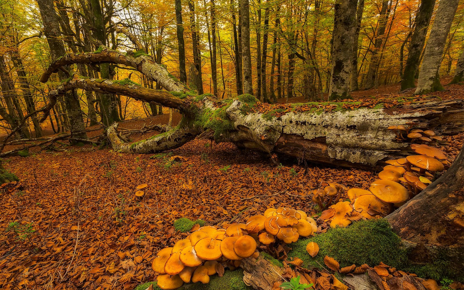 Wallpaper Spain, Basque Country, autumn, trees, moss, mushrooms 1920x1200 HD Picture, Image