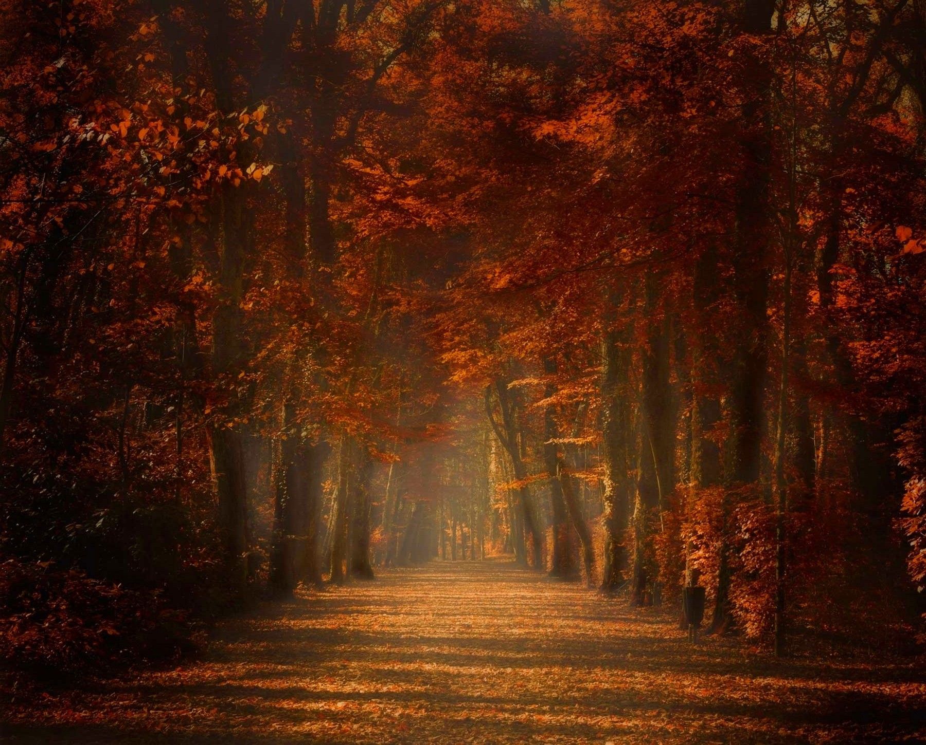 nature, Landscape, Fall, Trees, Path, Amber, Leaves, Mist, Sunrise, Sunlight, Spain Wallpaper HD / Desktop and Mobile Background