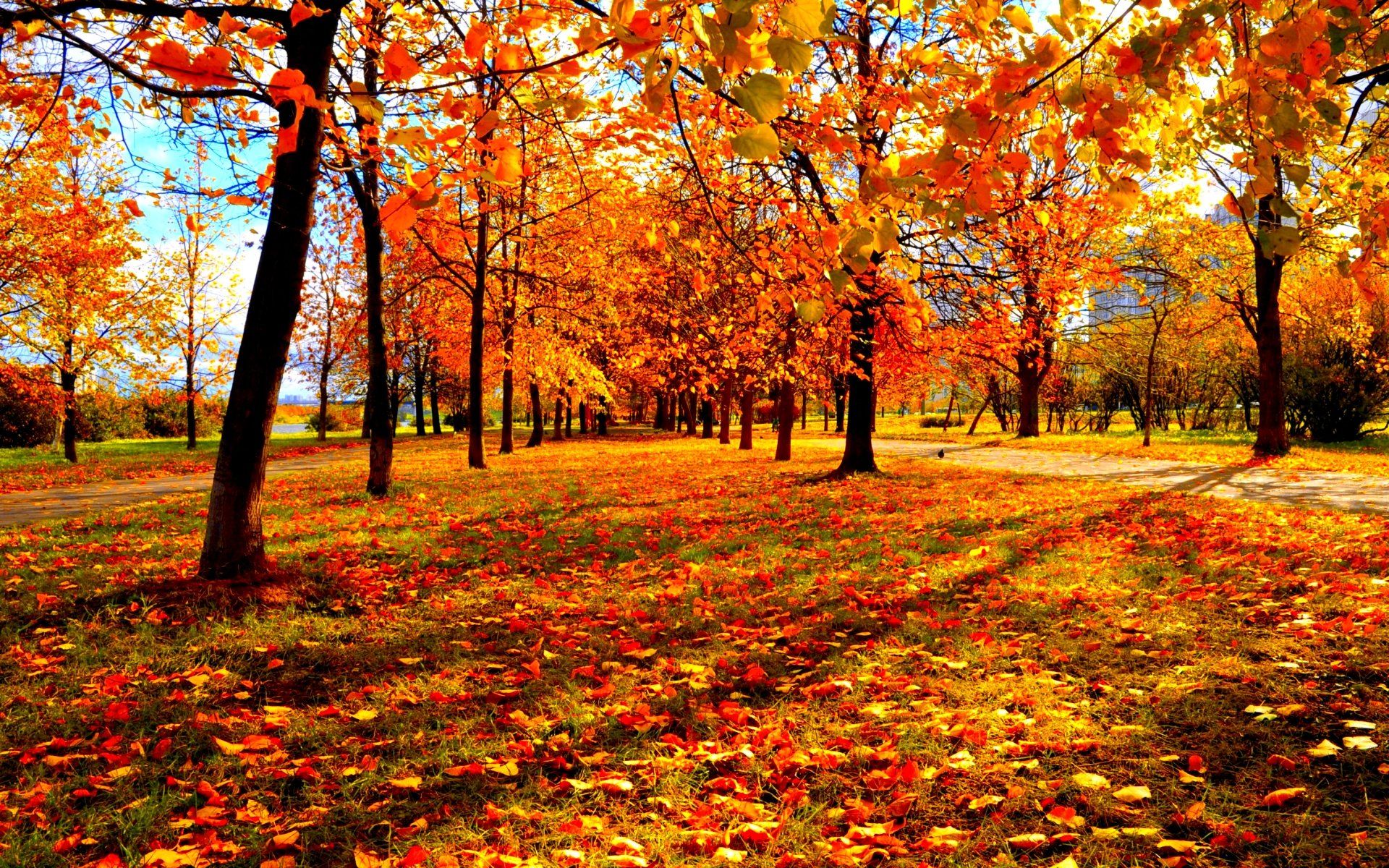 Autumn fall season nature landscape leaf leaves color seasons tree forest wallpaperx1200