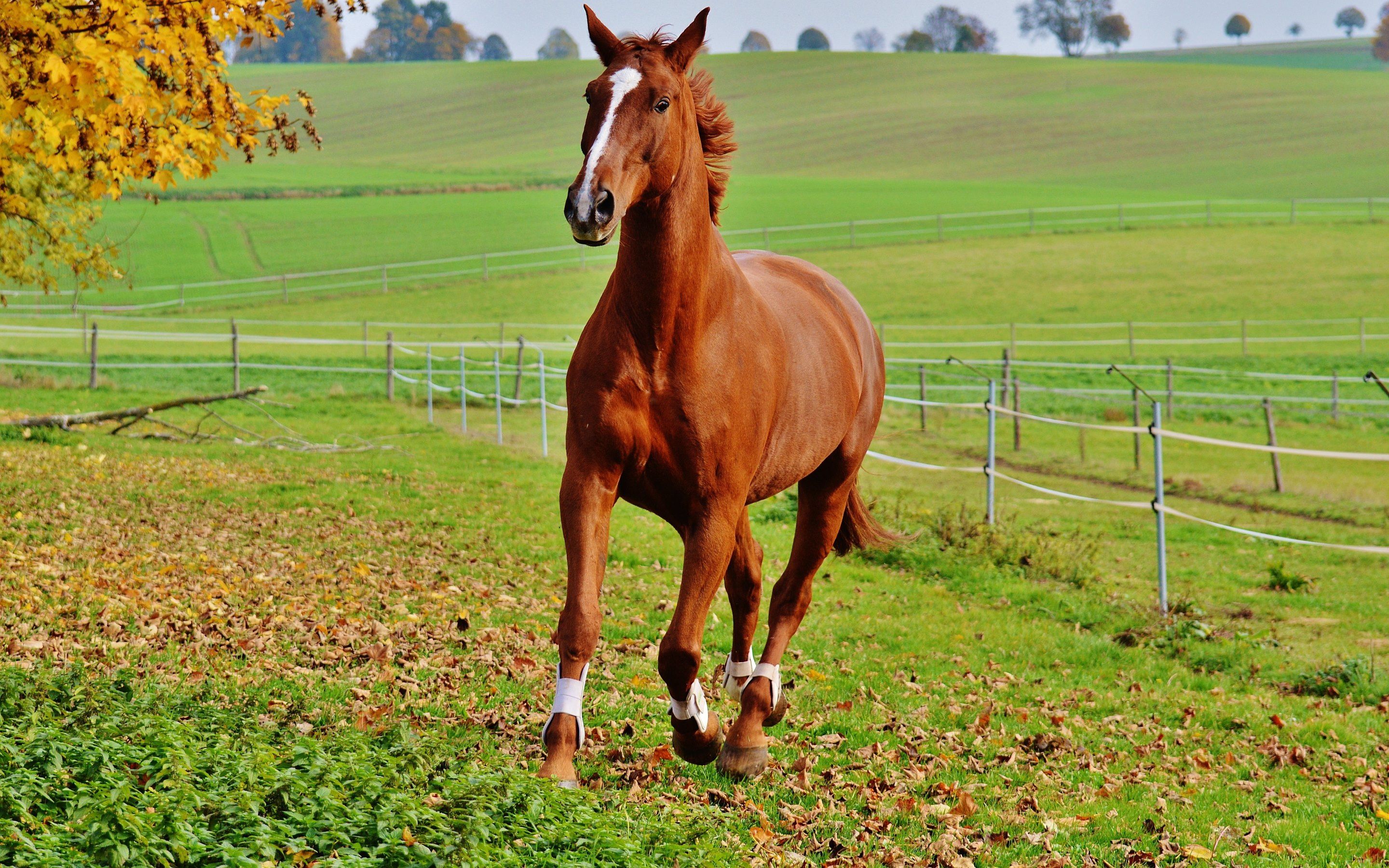 Red Horse Wallpapers Wallpaper Cave