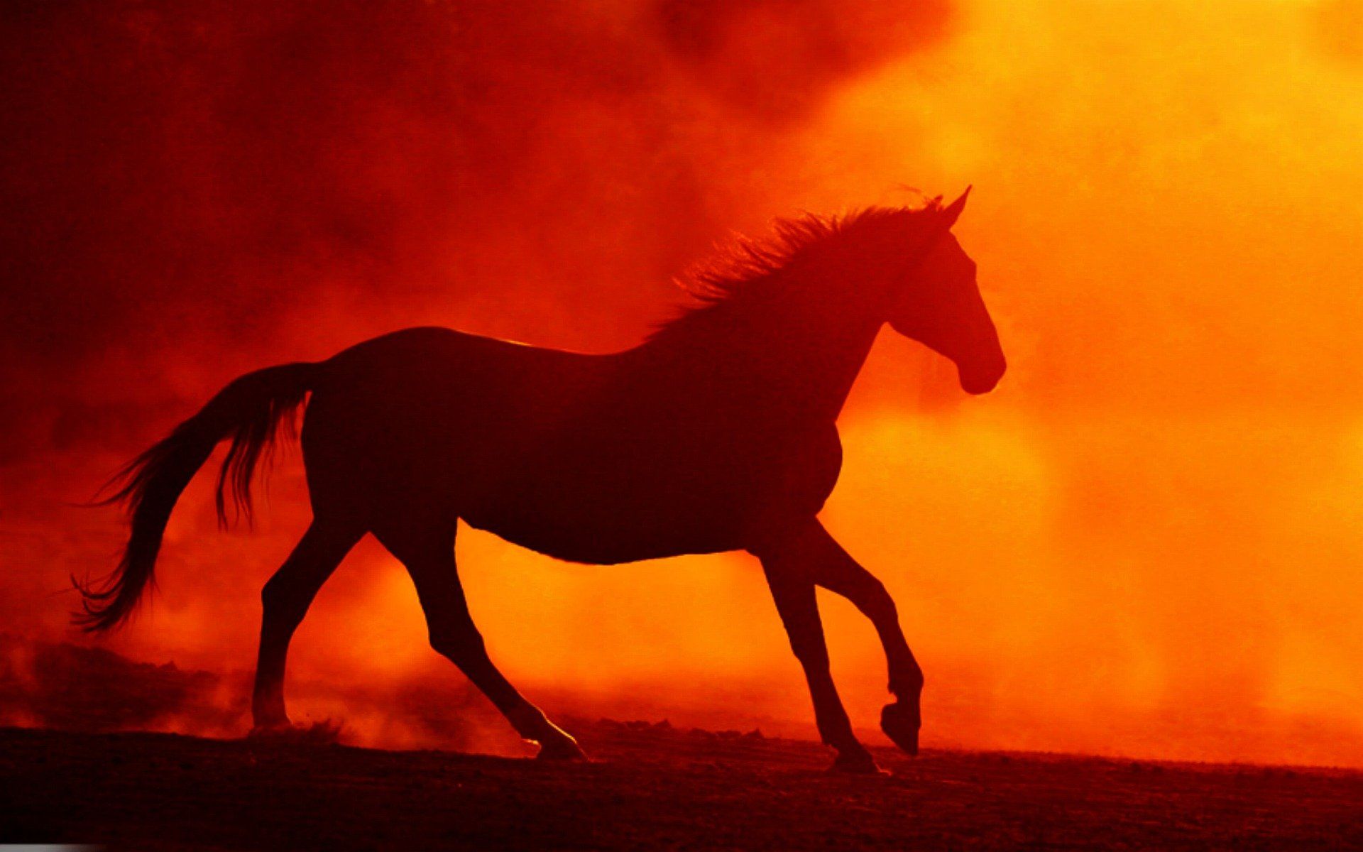 Into The Fire Horse Wallpaperx1200