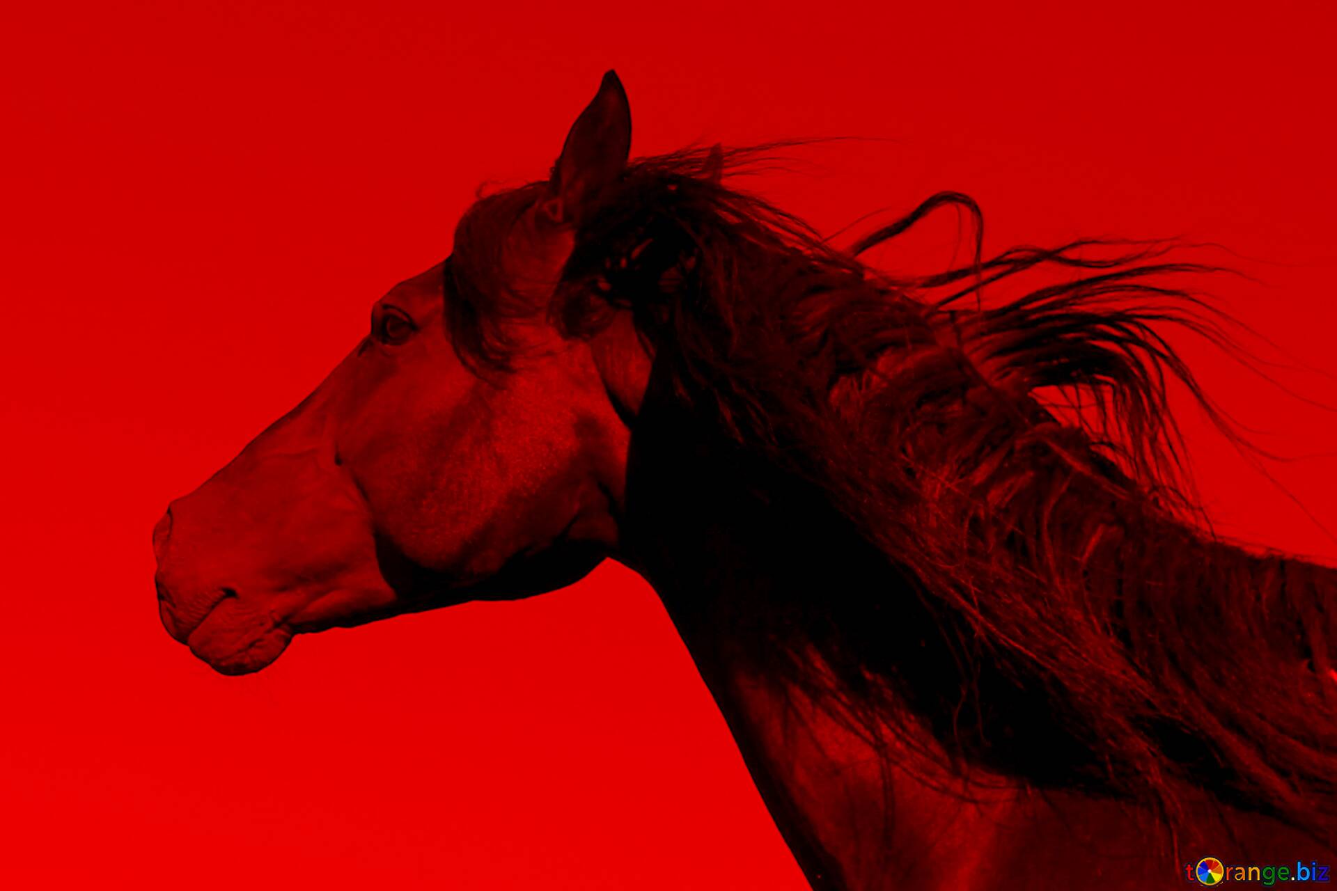 Download Free Picture Red Horse Portrait On CC BY License Free Image Stock TOrange.biz Fx №137550