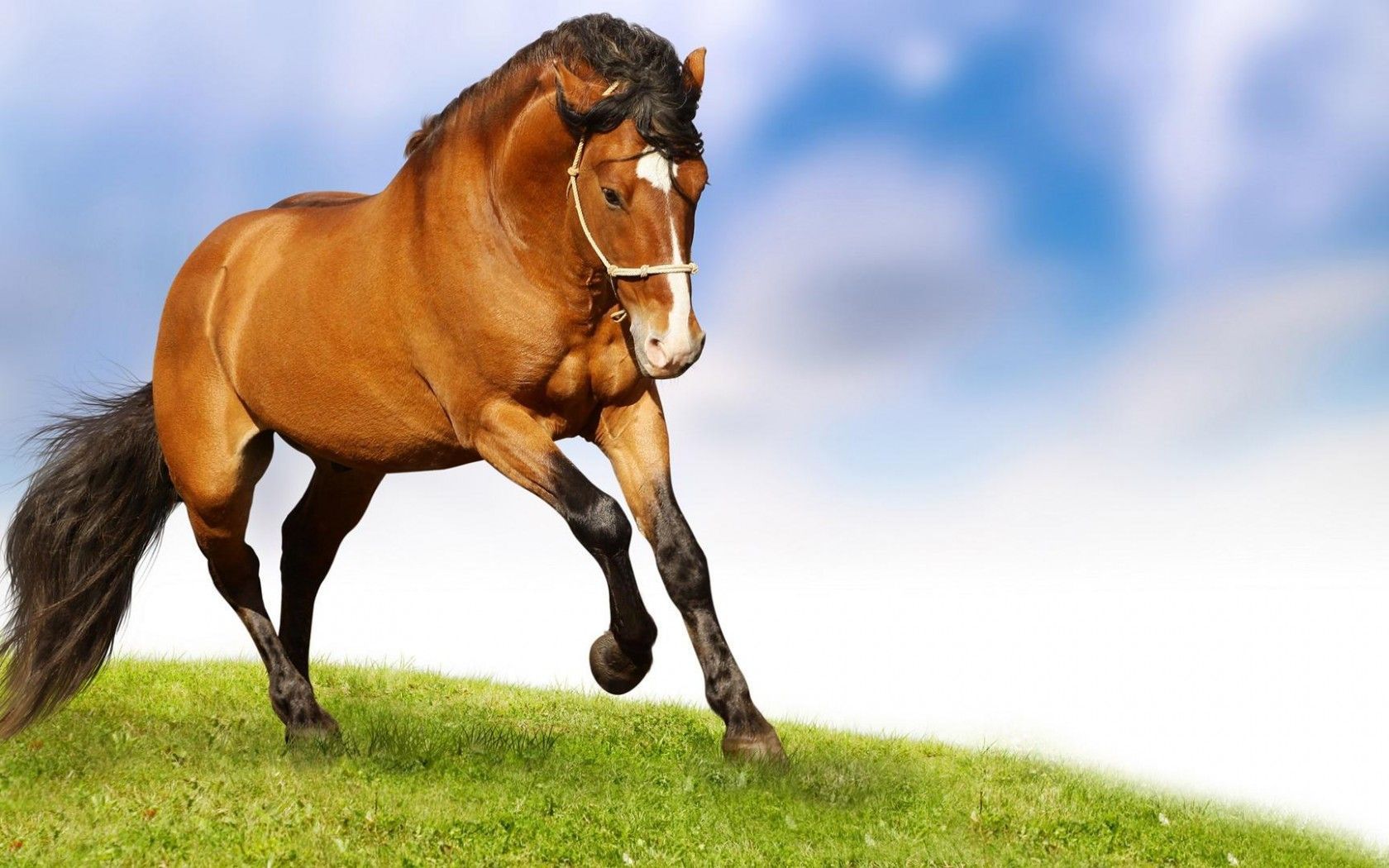 Red Horse Wallpaper Widescreen HD Free Download. Horse wallpaper, Horses, Horse picture
